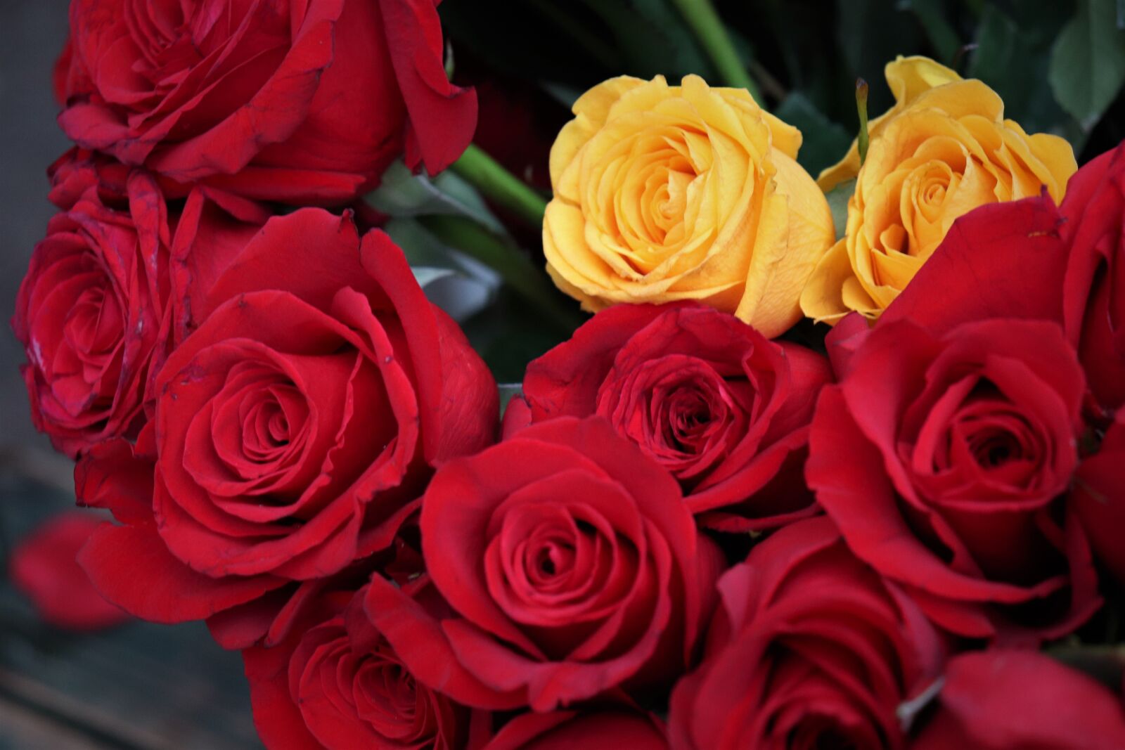 Canon EOS 200D (EOS Rebel SL2 / EOS Kiss X9) sample photo. Red and yellow roses photography