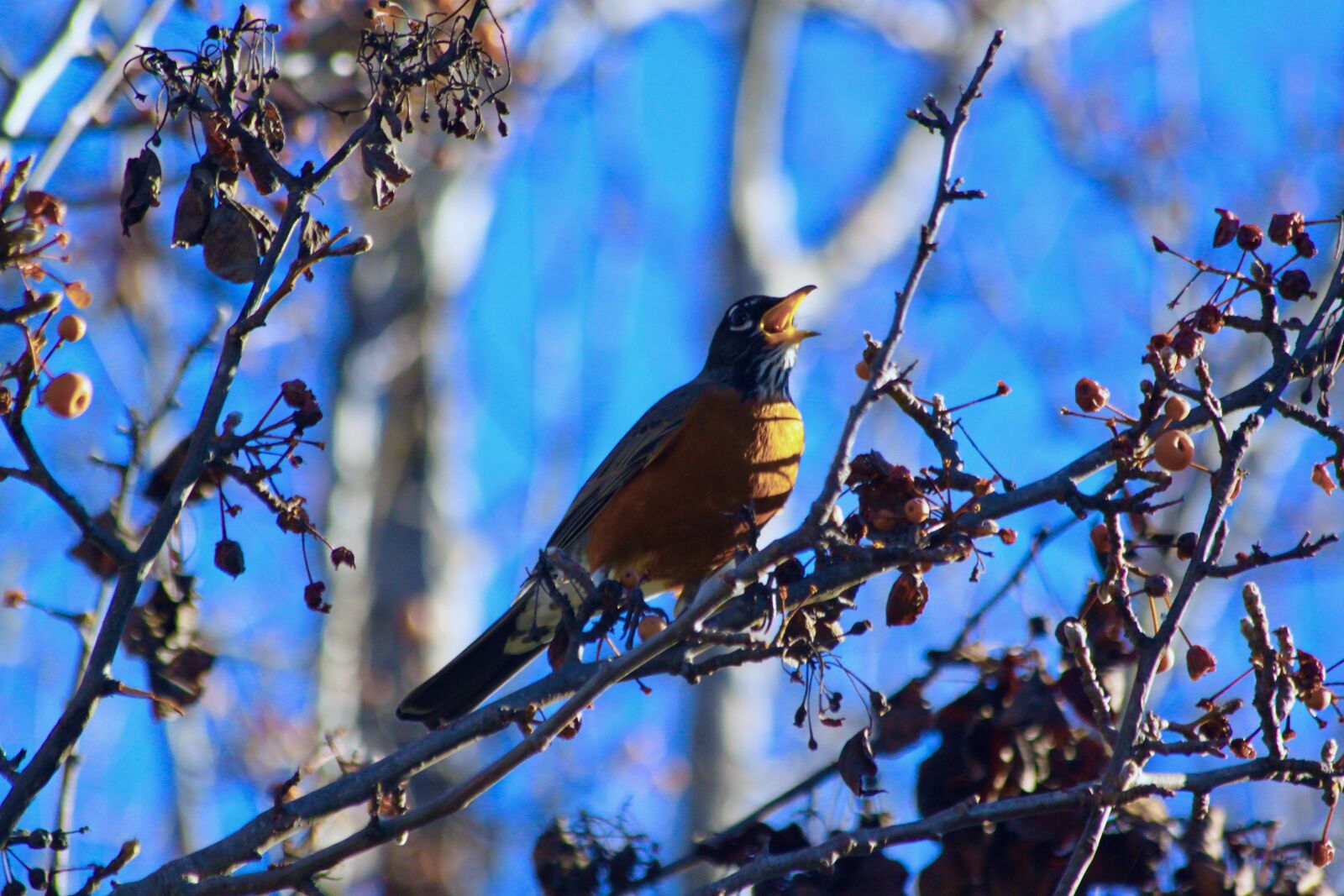 Canon EOS 500D (EOS Rebel T1i / EOS Kiss X3) sample photo. Robin, tree, nature photography