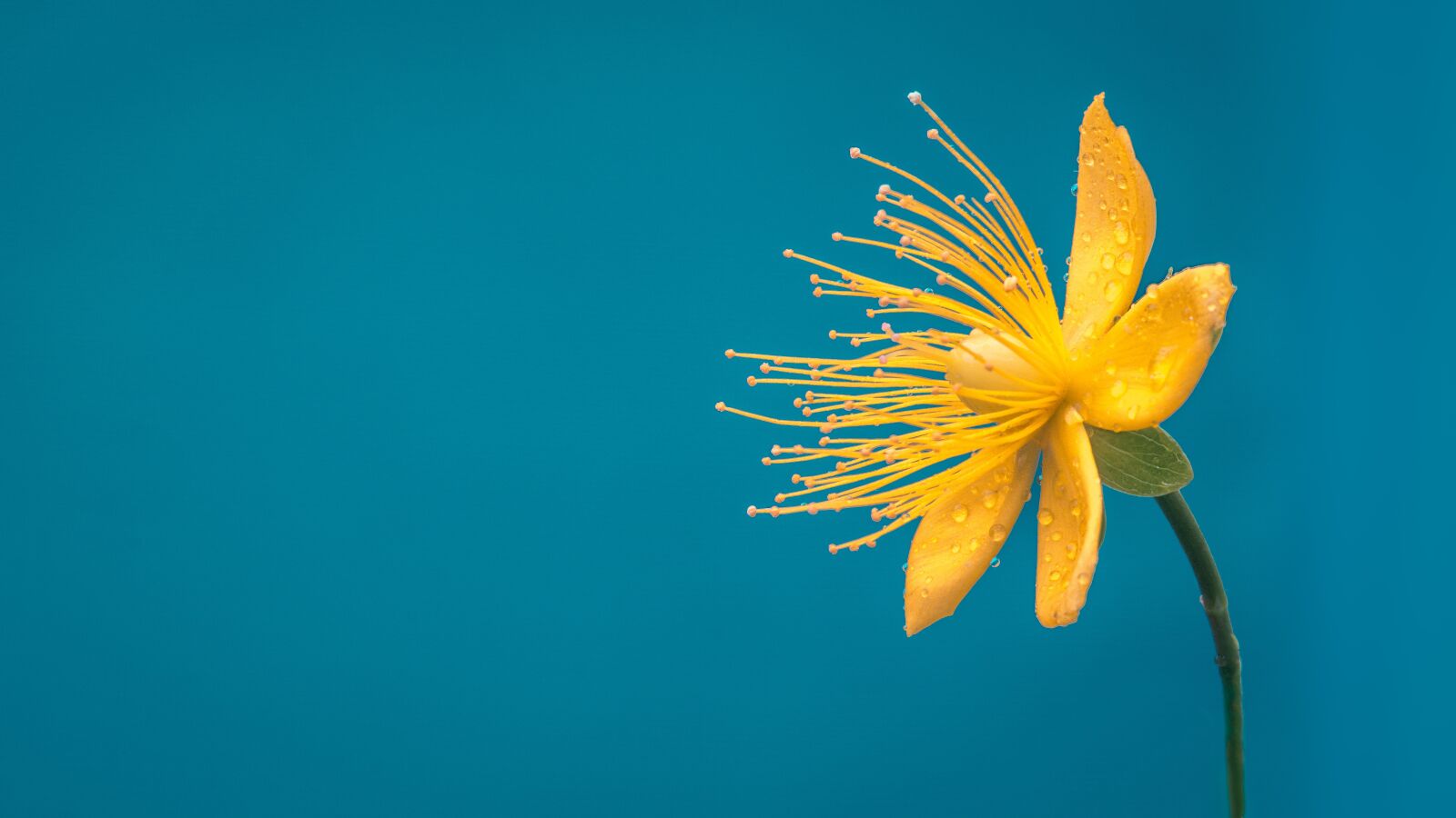 Sony SLT-A58 sample photo. Flower, blue, yellow flower photography