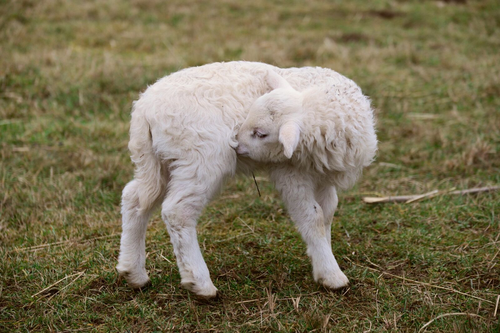 Nikon D610 sample photo. Sheep, lamb, farm photography