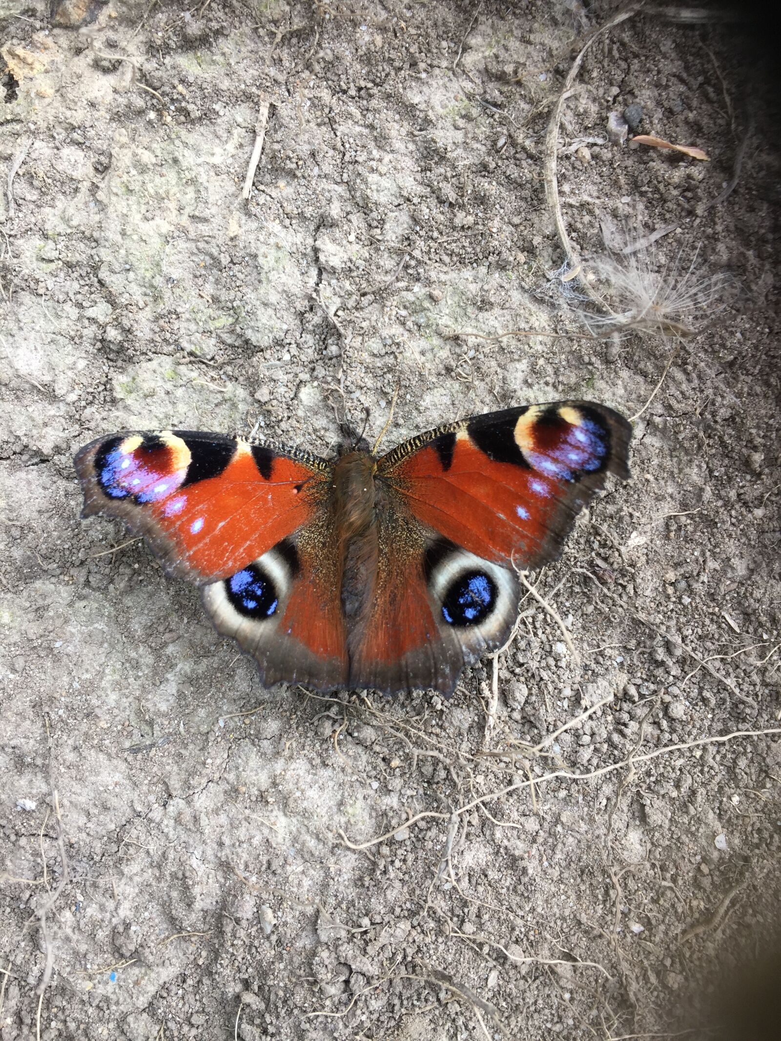 iPhone 6 Plus back camera 4.15mm f/2.2 sample photo. Beautiful, butterflies, butterfly, wings photography