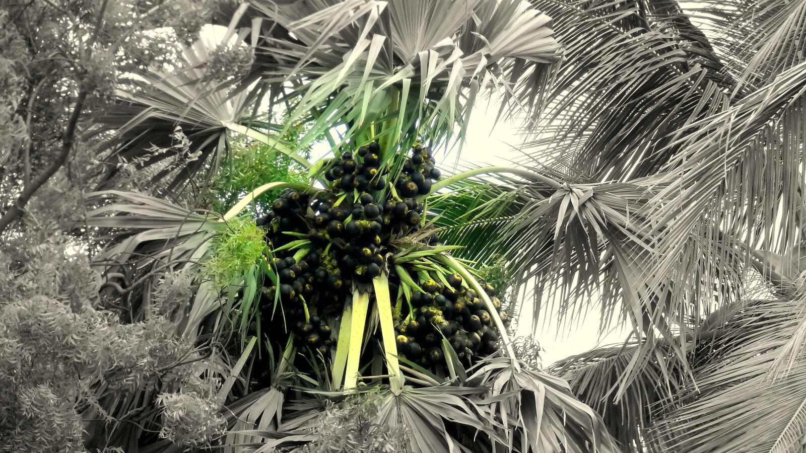 Sony Cyber-shot DSC-HX9V sample photo. Palm, tree, bearing, fruits photography