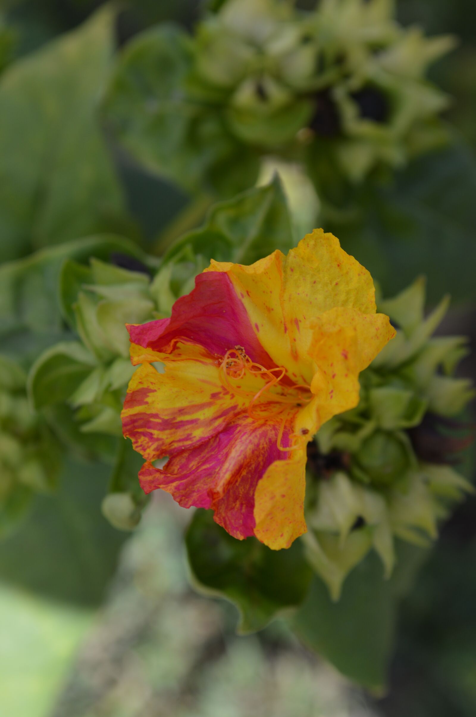 Nikon D3200 sample photo. Flower, vegetation, plant photography