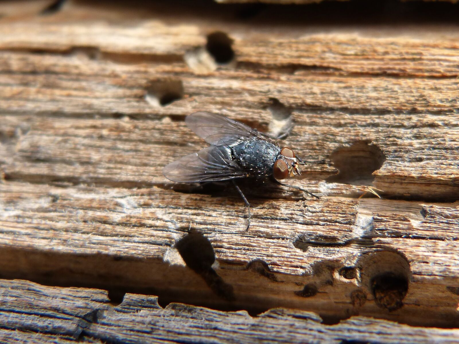 Panasonic DMC-FZ62 sample photo. Fly, detail, wood photography