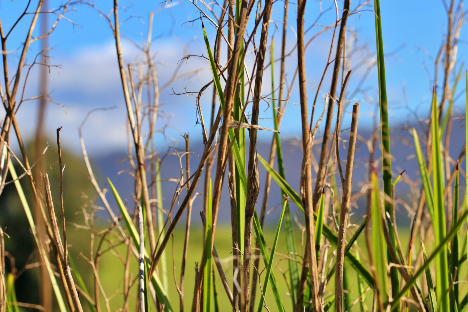 Canon EF 100mm F2.8L Macro IS USM sample photo. Twig, stem, environment photography