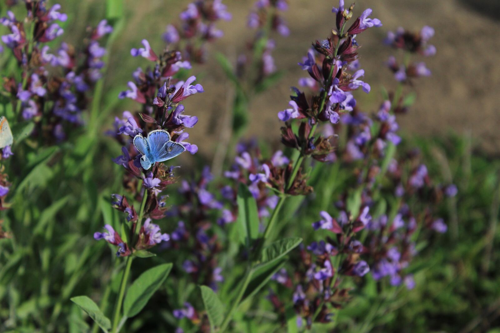 Canon EOS 1200D (EOS Rebel T5 / EOS Kiss X70 / EOS Hi) sample photo. Lavender, purple, butterfly photography
