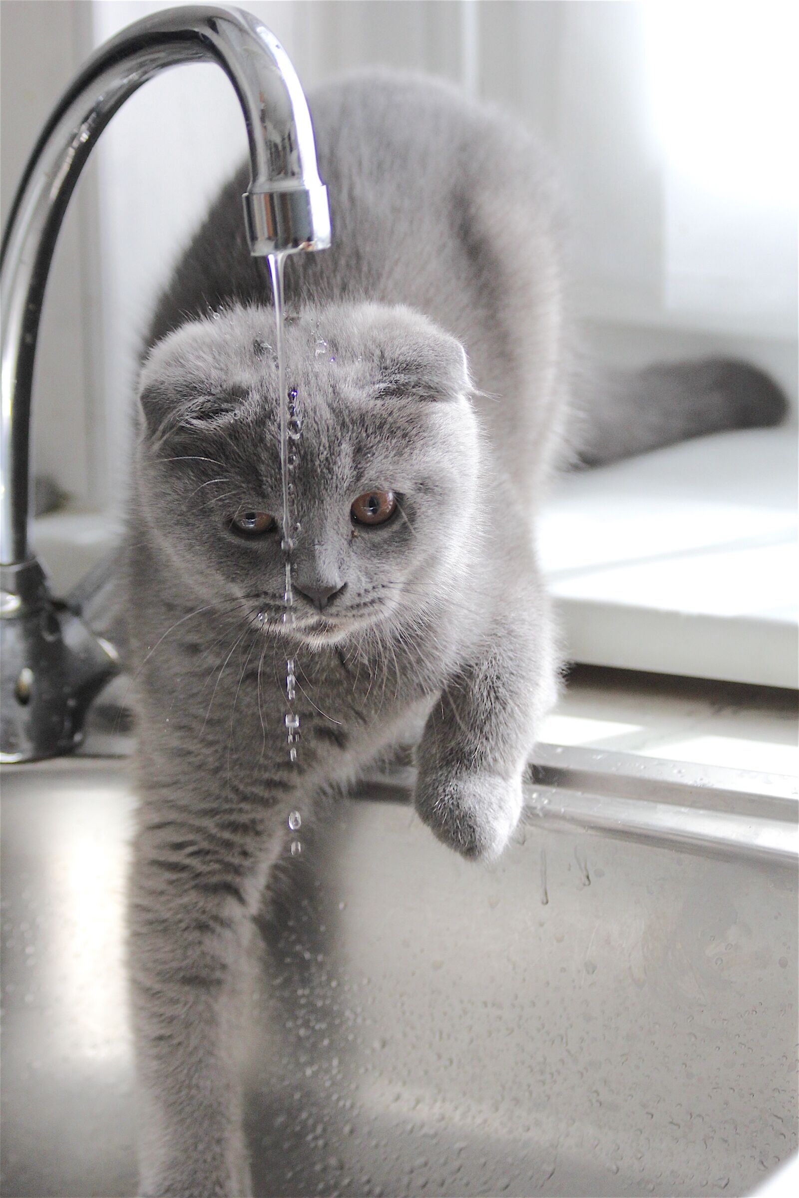 Canon EF 70-300mm F4-5.6 IS USM sample photo. Animal, domestic cat, water photography