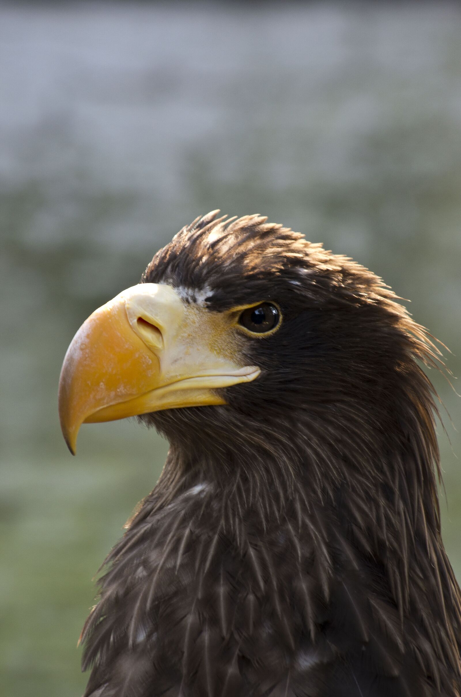 Pentax K-5 IIs sample photo. Adler, raptor, bird of photography