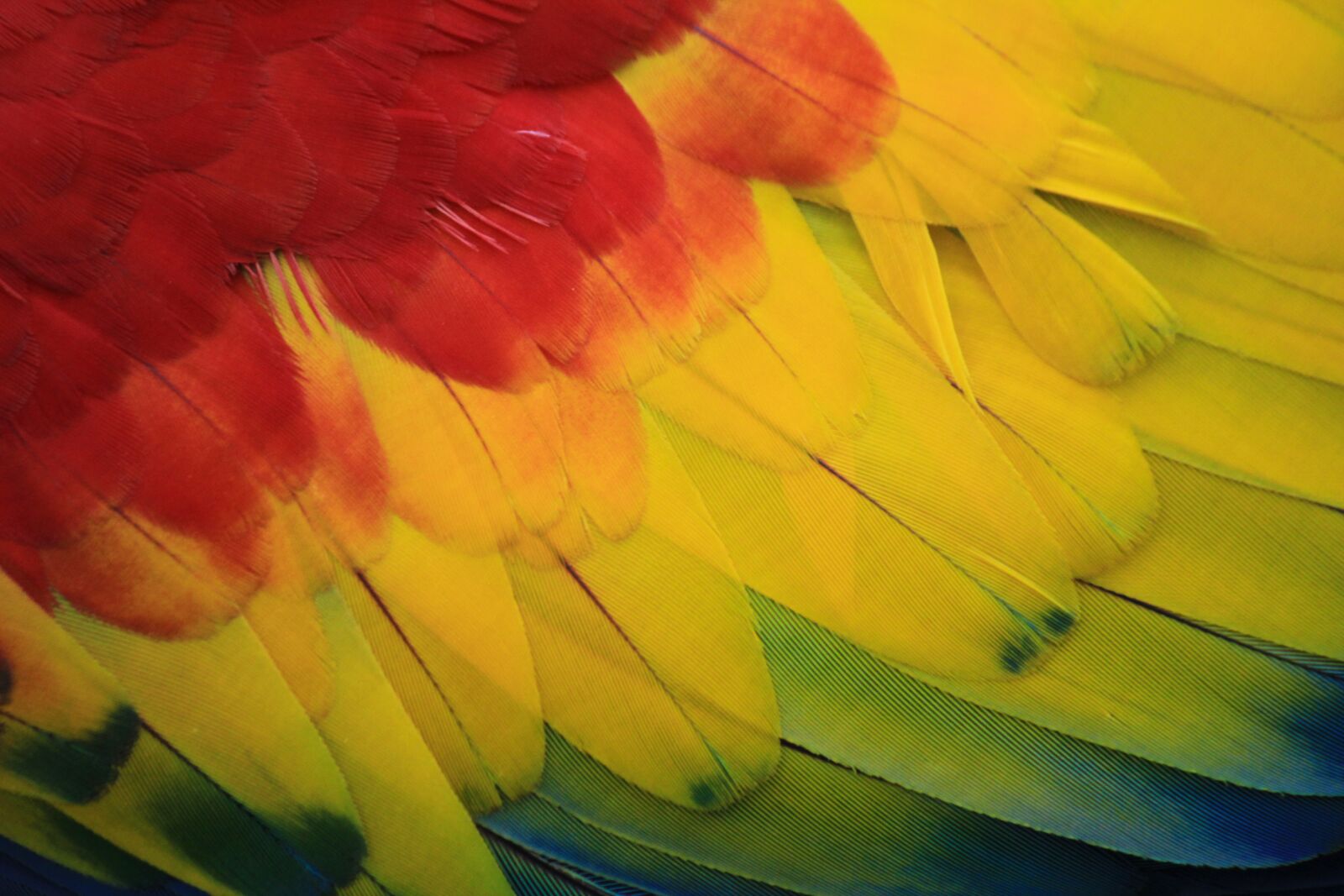 Canon EF-S 55-250mm F4-5.6 IS sample photo. Parrot, macaw, red photography