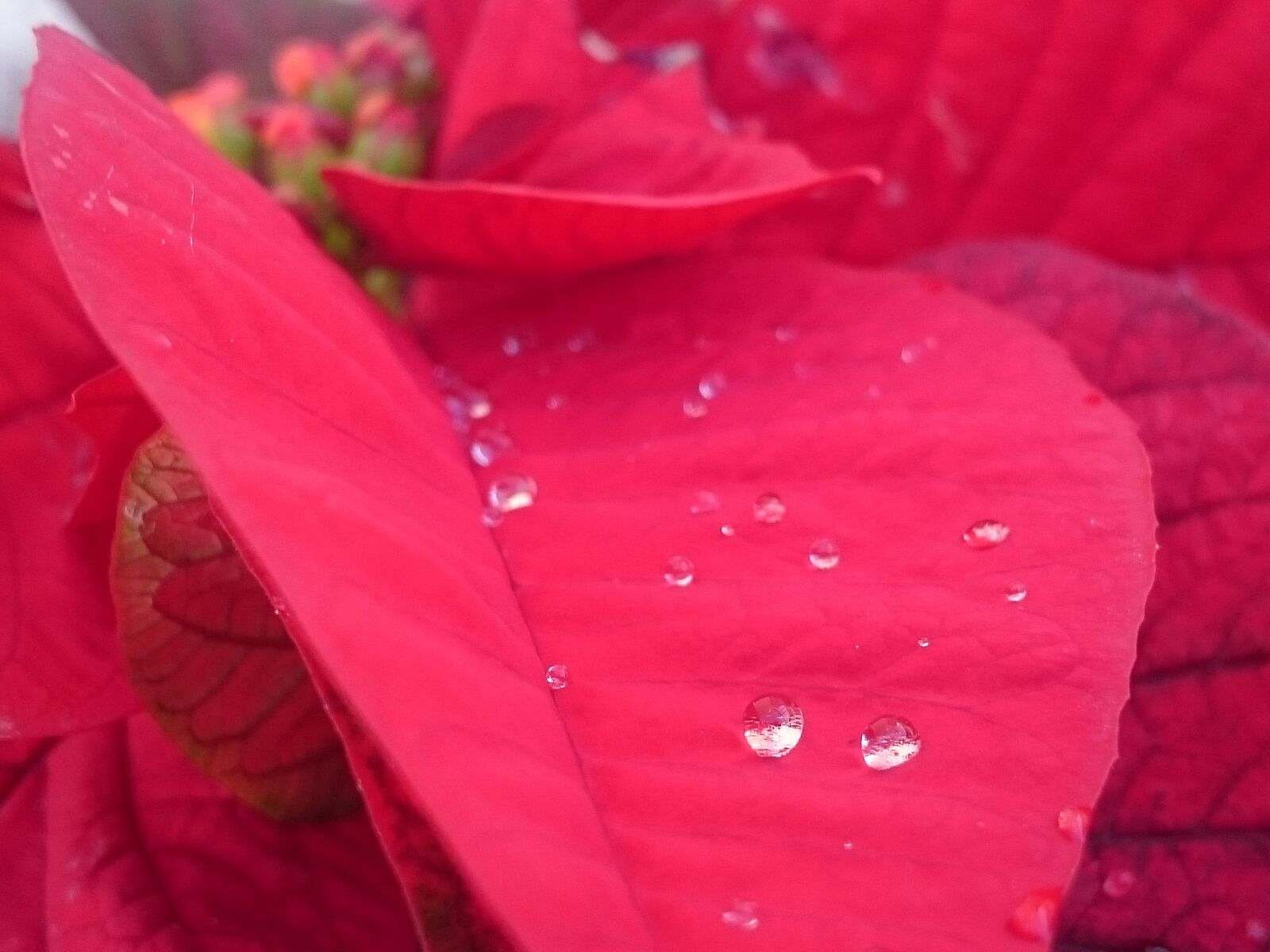 Sony Xperia Z3 Compact sample photo. Raindrop, drop, water photography