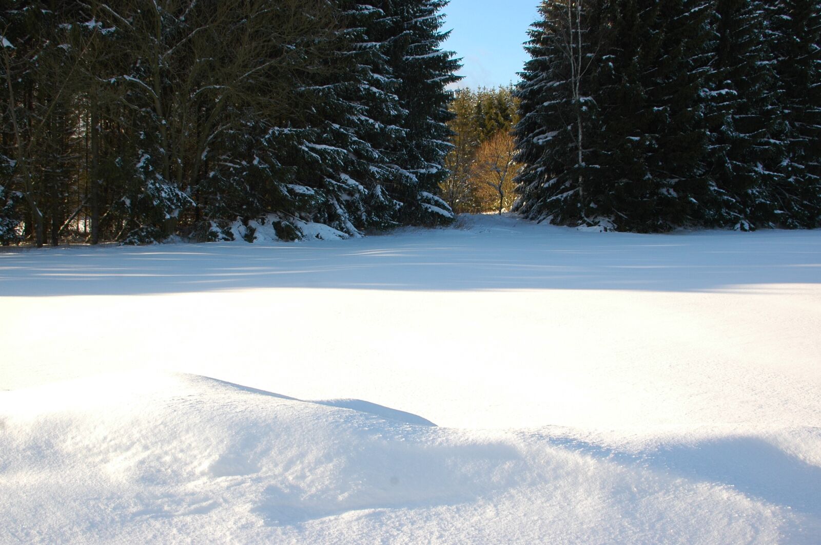 Nikon D70 sample photo. Winter, snow, forest photography