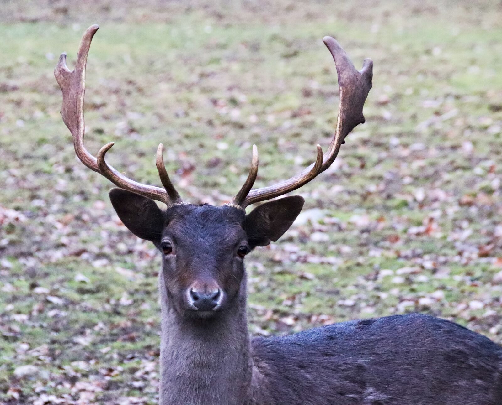 Canon EOS 77D (EOS 9000D / EOS 770D) sample photo. Hart, head, antlers photography