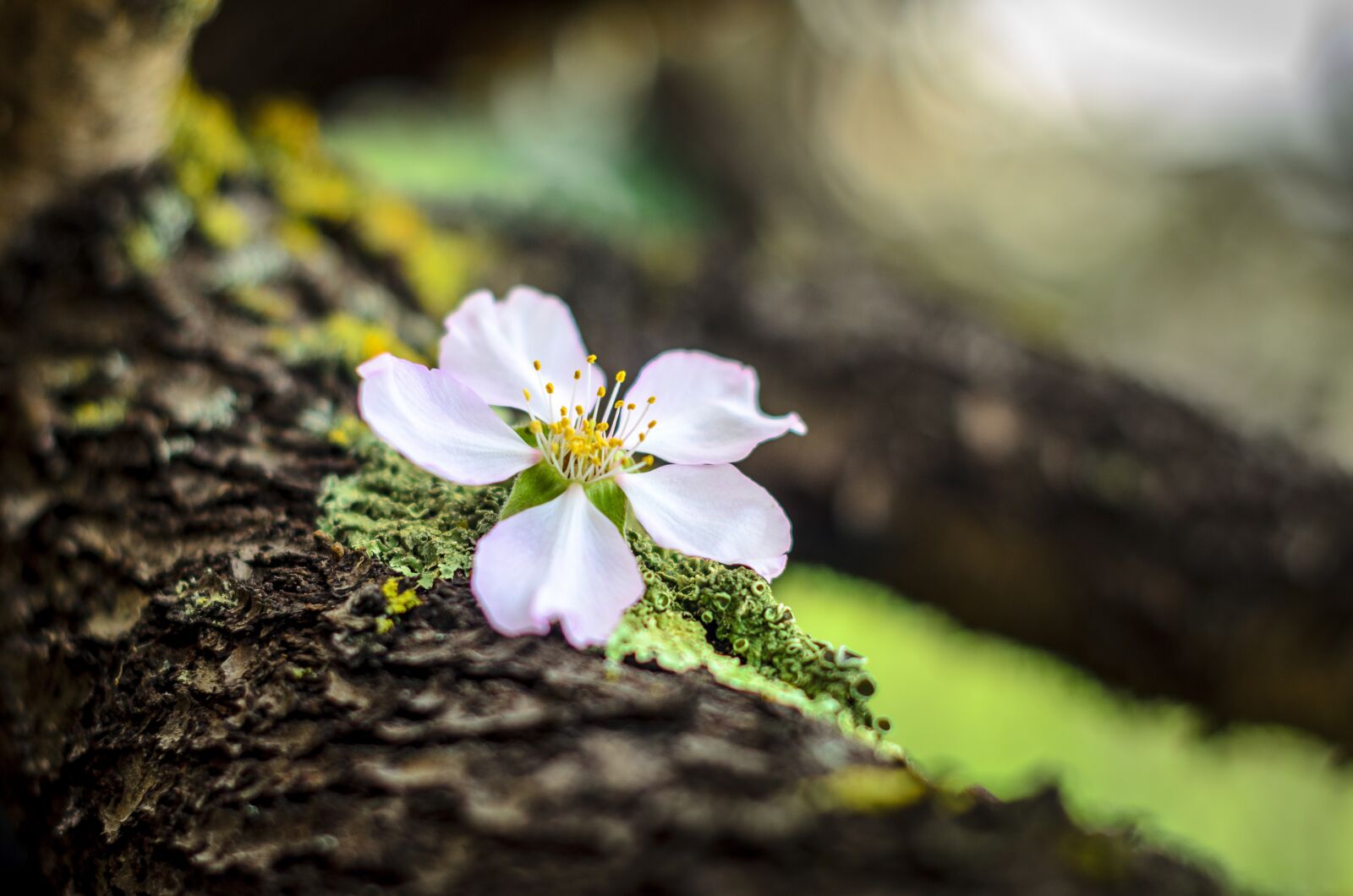 Nikon D7000 sample photo. Almond flower, almond bloom photography