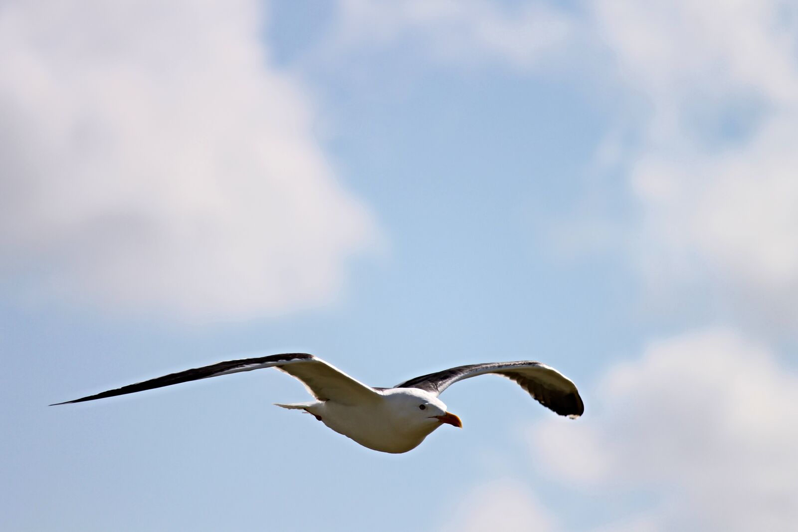 Canon EOS 1100D (EOS Rebel T3 / EOS Kiss X50) sample photo. Seagull, flying, flight photography