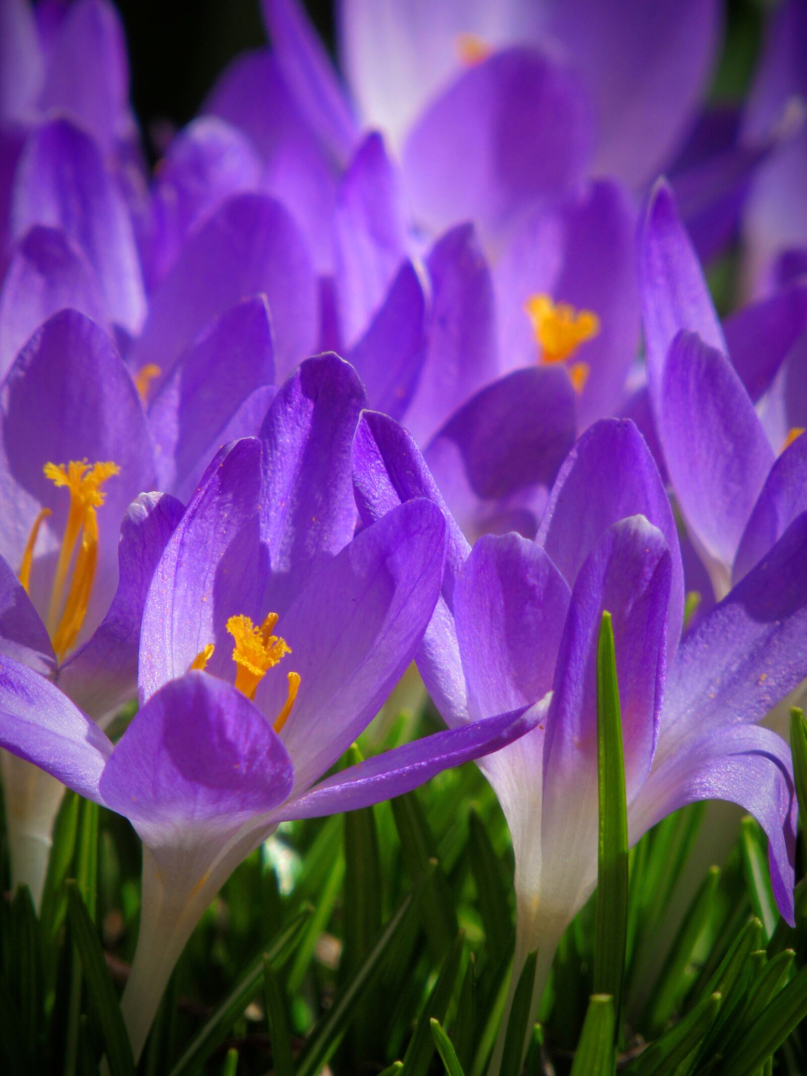 Canon PowerShot SX530 HS sample photo. Crocus, spring, bloom photography