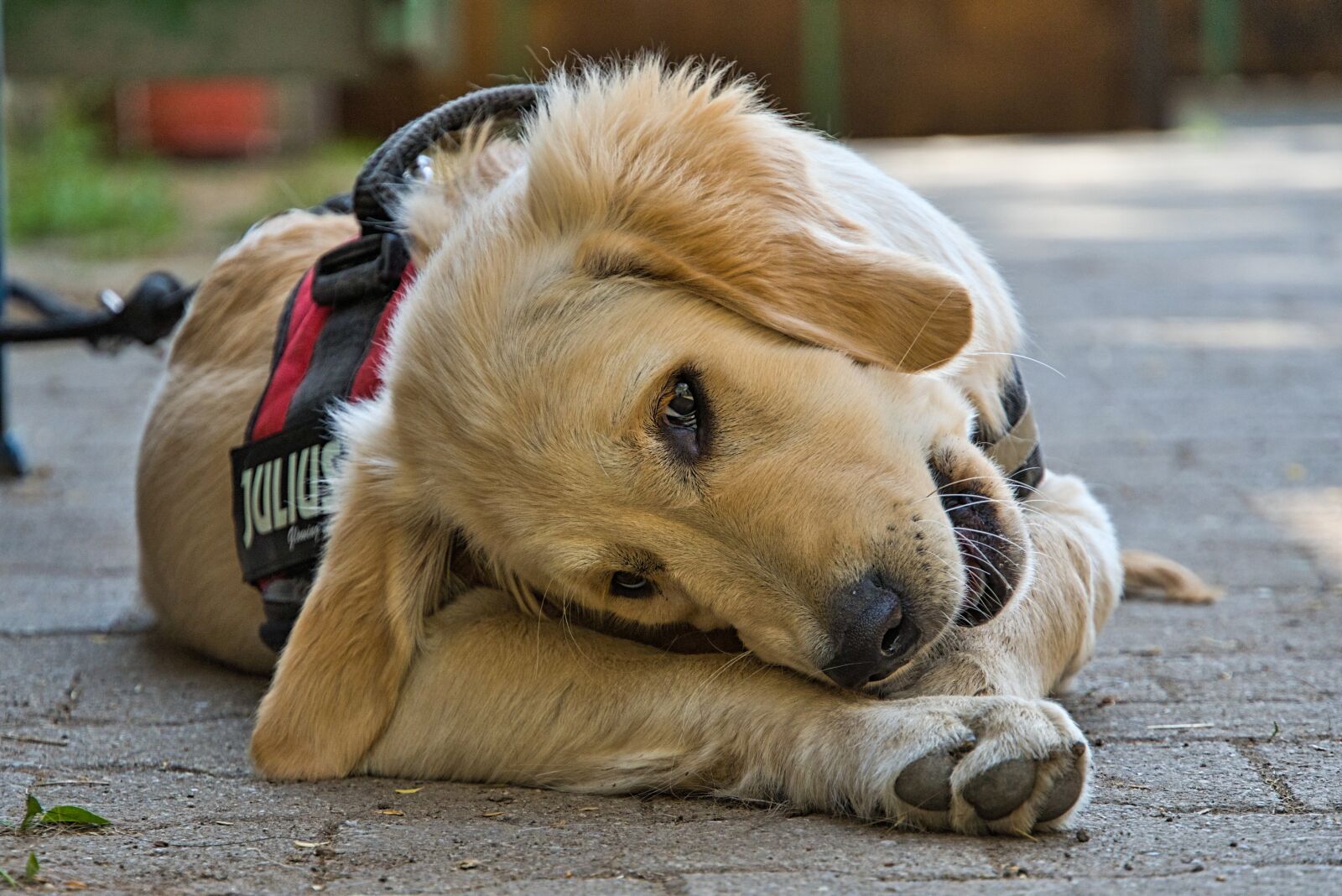Sony a6400 sample photo. Golden retriever, dog, puppy photography