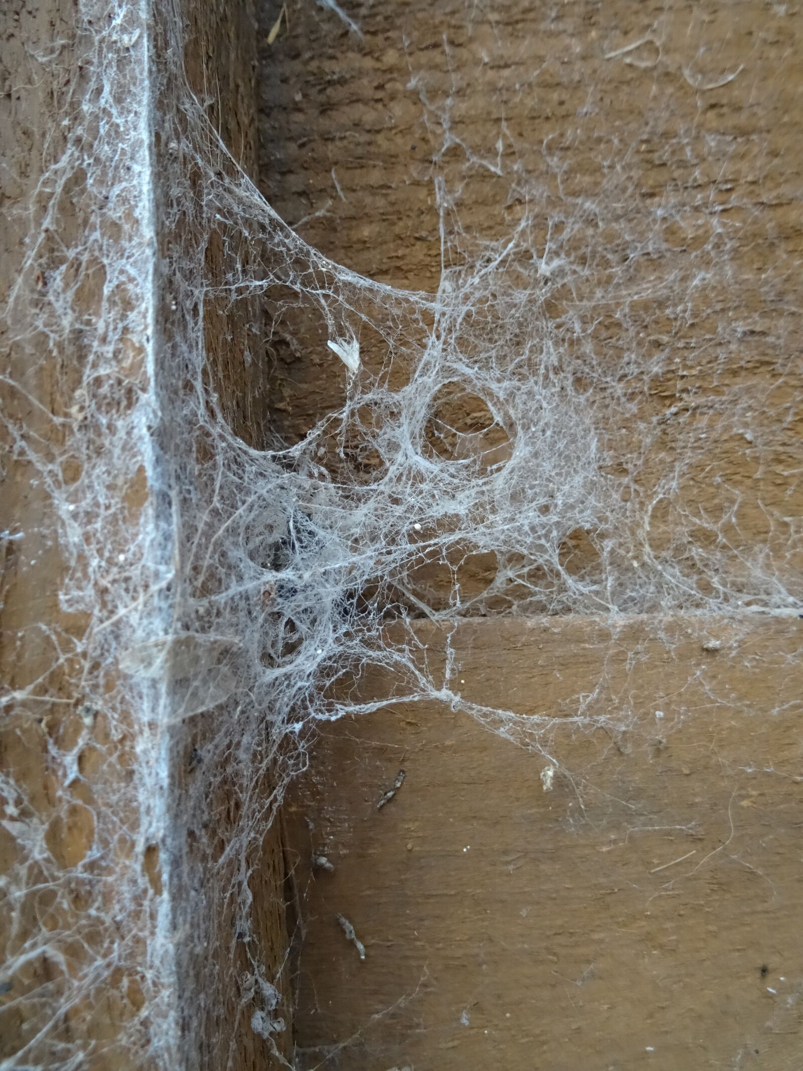 Sony DSC-HX50 sample photo. Cobweb, countryside, no spider photography