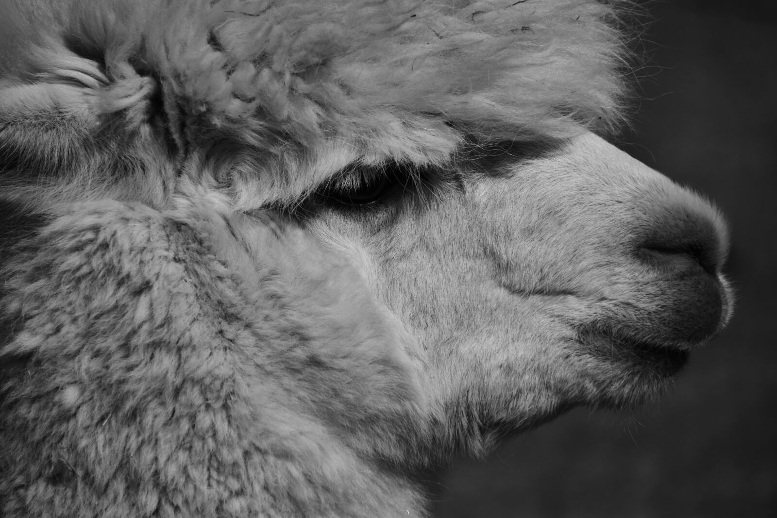 Nikon D3300 sample photo. Alpaca, animal, wool photography