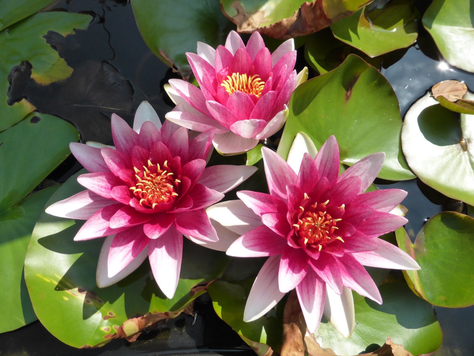 Panasonic Lumix DMC-ZS30 (Lumix DMC-TZ40) sample photo. Flower, lily, lotus photography