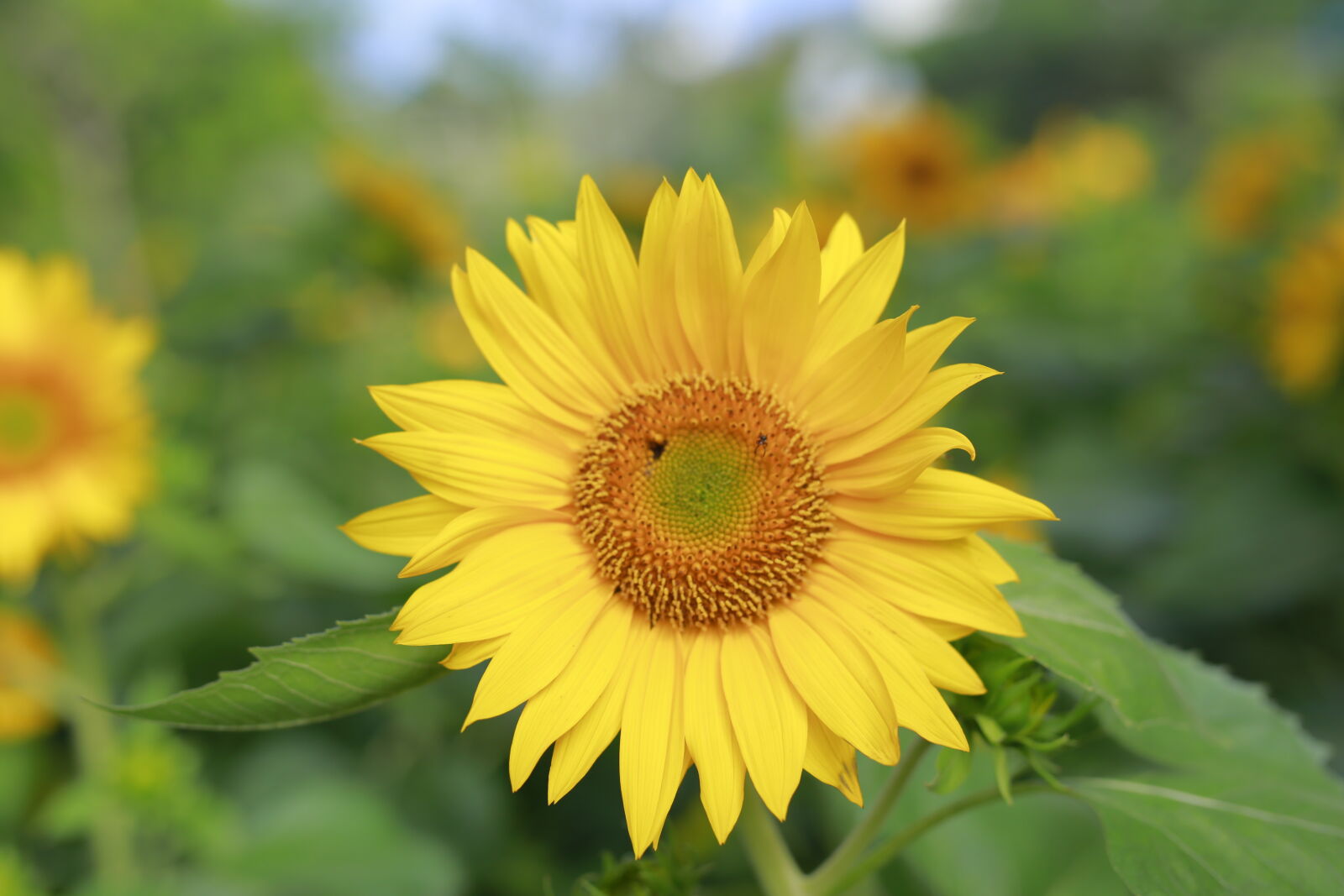 Canon EOS 6D sample photo. Sunflower photography