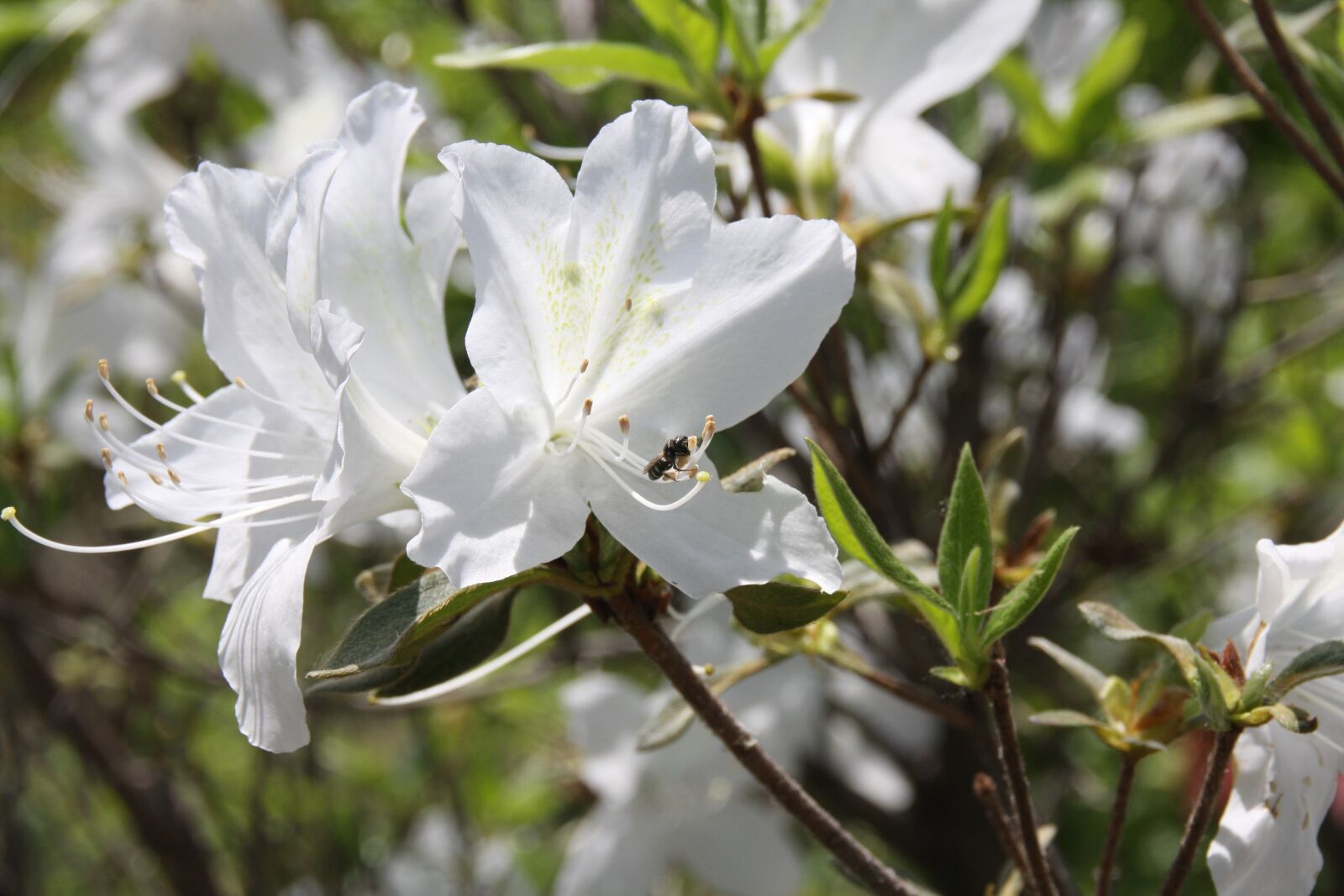 Canon EOS 40D sample photo. White flowers, flowers, spring photography