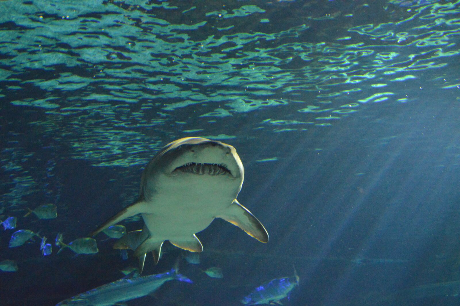 Nikon D3200 sample photo. Shark, predator, fish photography