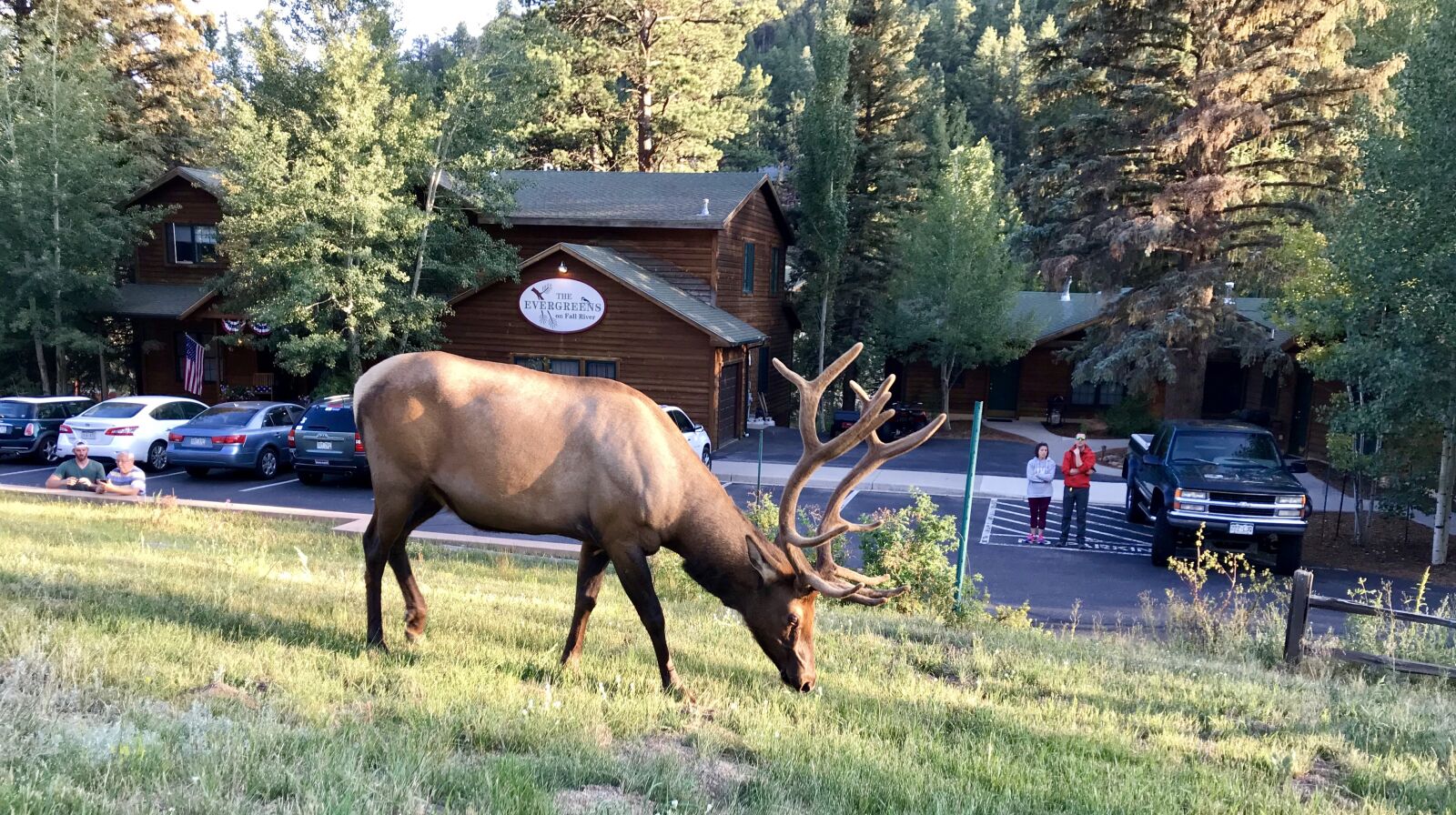 iPhone 7 Plus back dual camera 3.99mm f/1.8 sample photo. Elk, nature, park photography