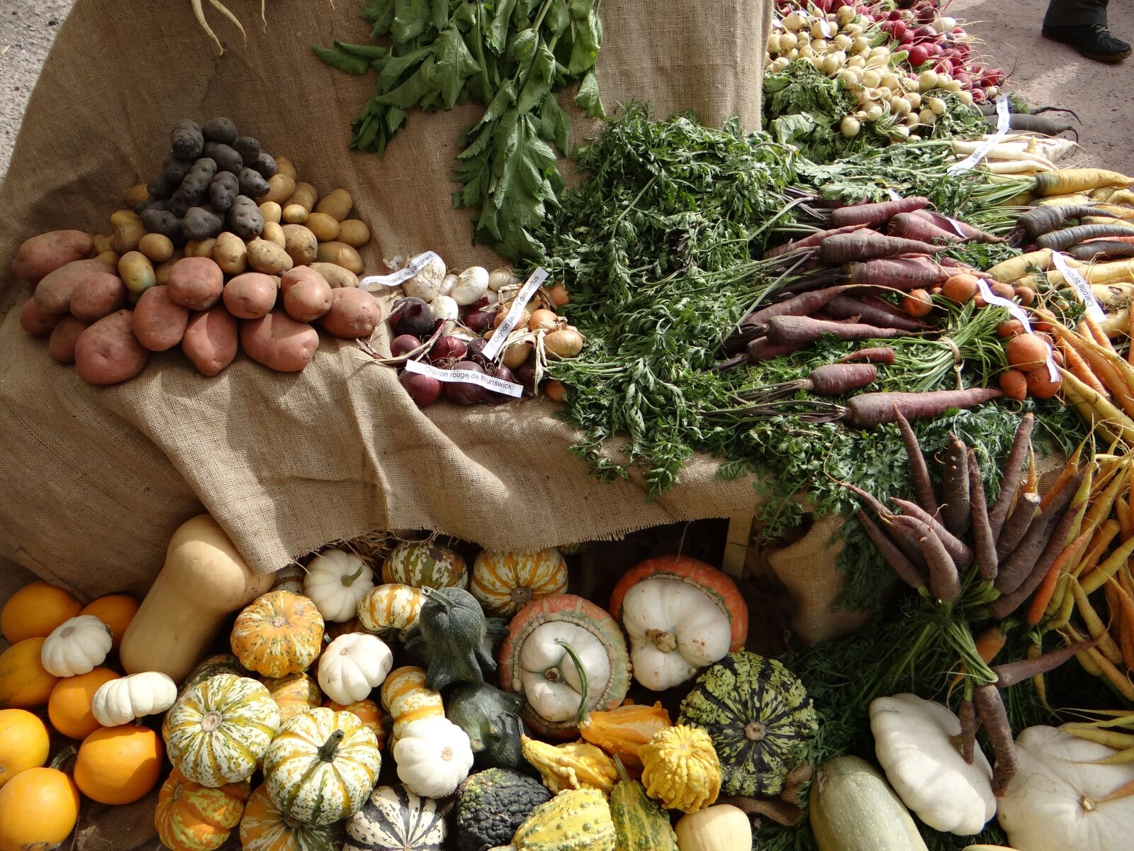 Sony DSC-HX200V sample photo. Vegetables, old vegetables, etal photography