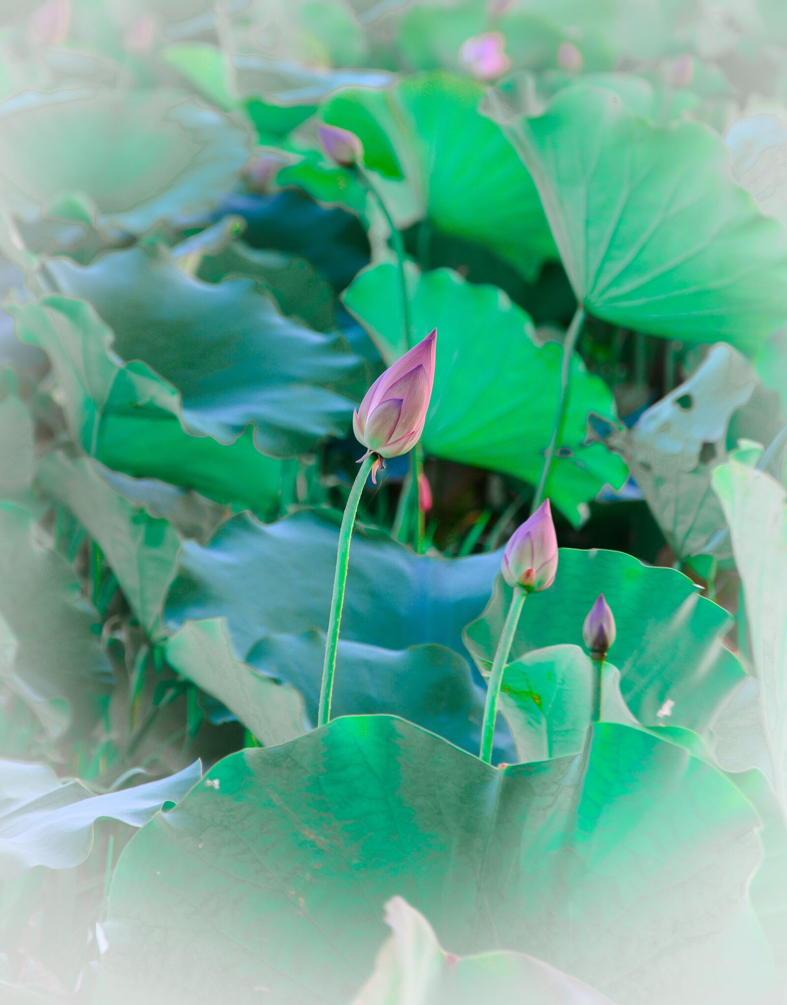 Nikon D7100 sample photo. Flower, lotus, blooming photography
