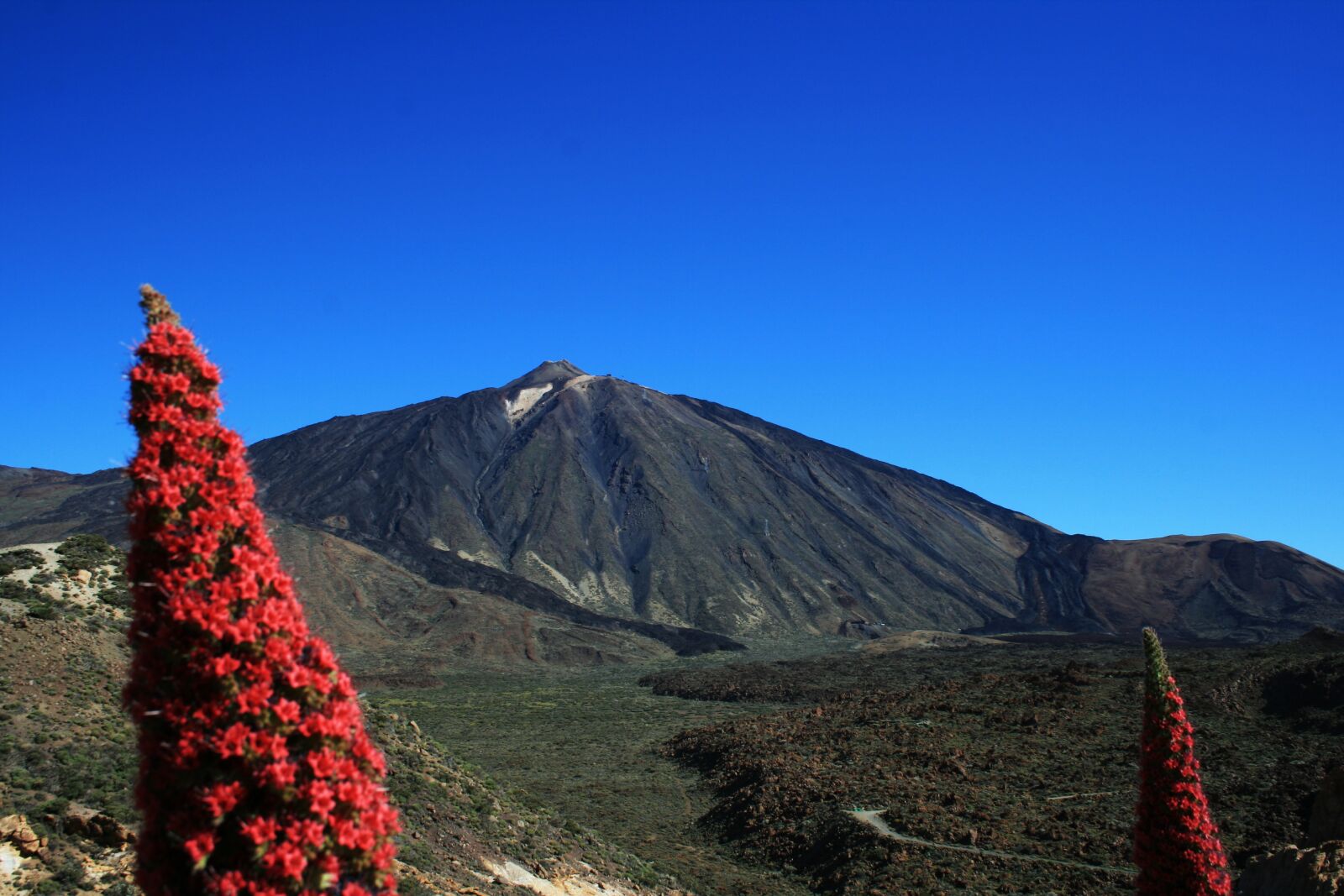 Canon EOS 400D (EOS Digital Rebel XTi / EOS Kiss Digital X) sample photo. Teide national park, tajinaste photography