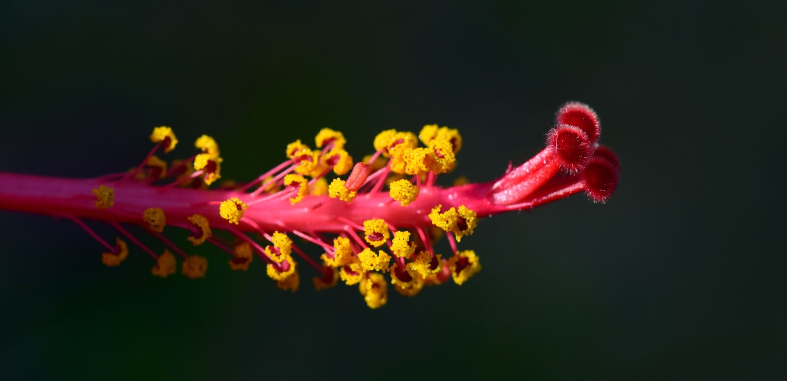 Nikon D3300 sample photo. Hibiscus, pistil, blossom photography