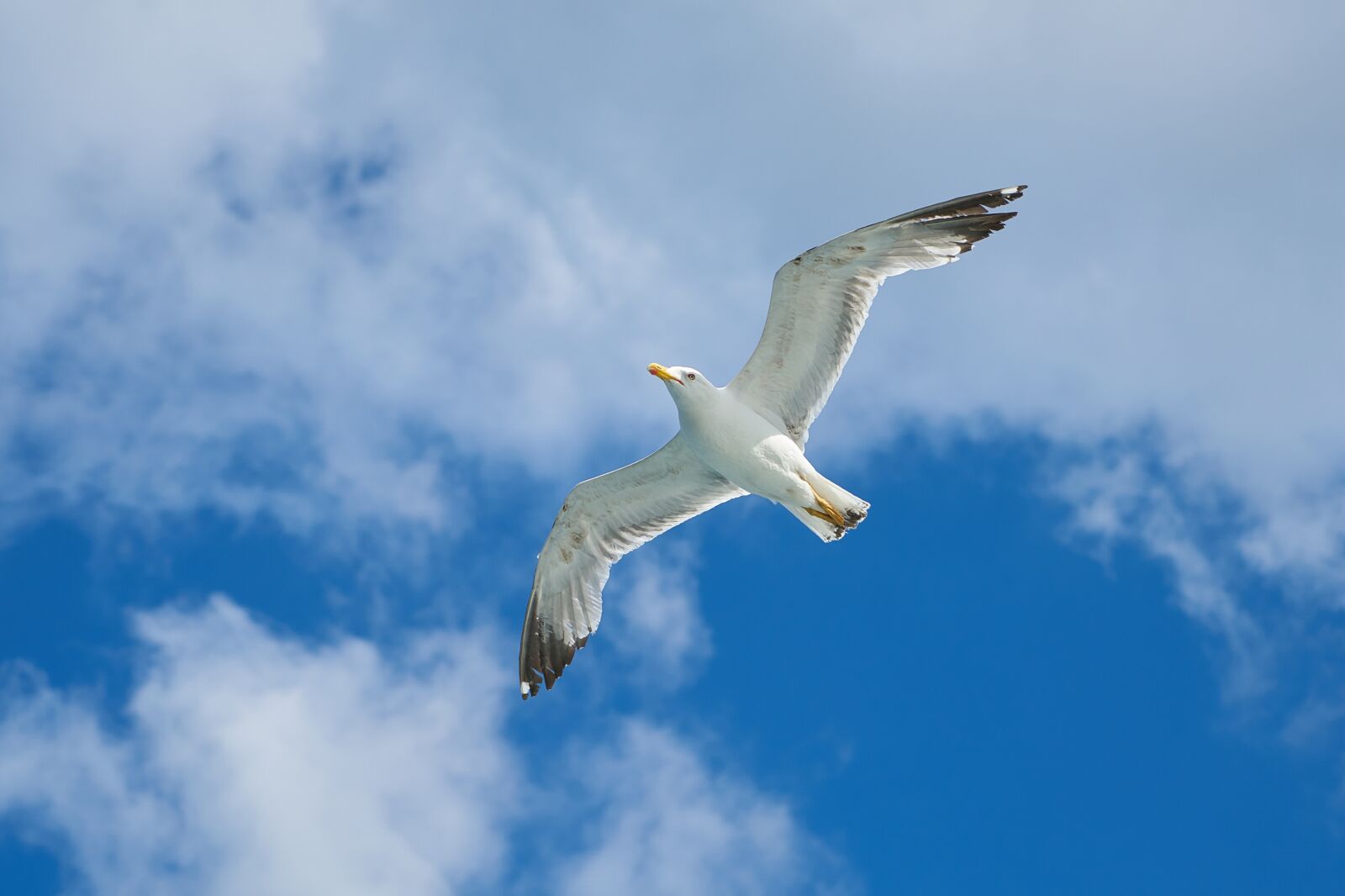 Sony a7R II + Sony Vario Tessar T* FE 24-70mm F4 ZA OSS sample photo. Seagull, bird, to migrate photography