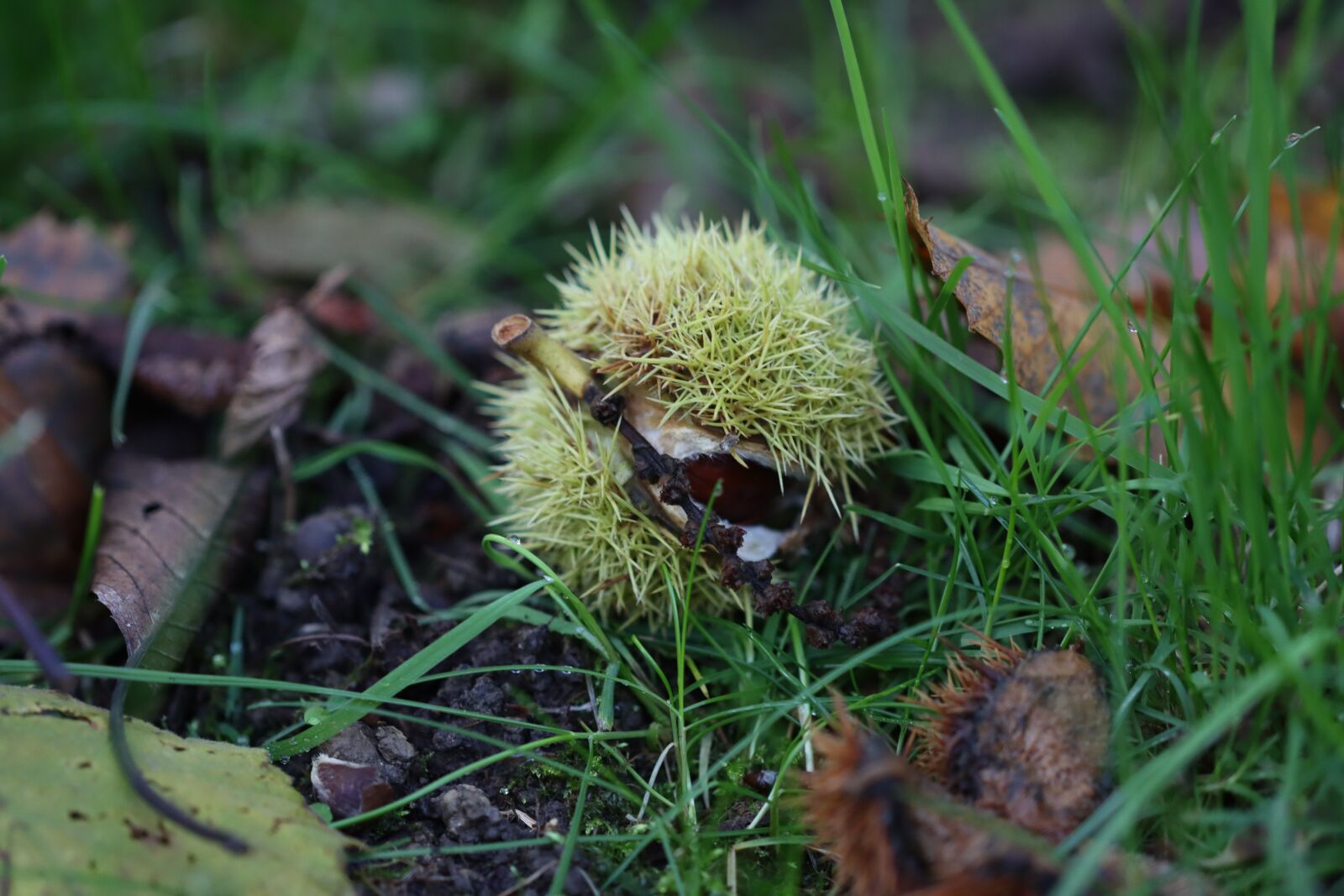 Canon EOS 90D sample photo. Chestnut, fruit, autumn photography