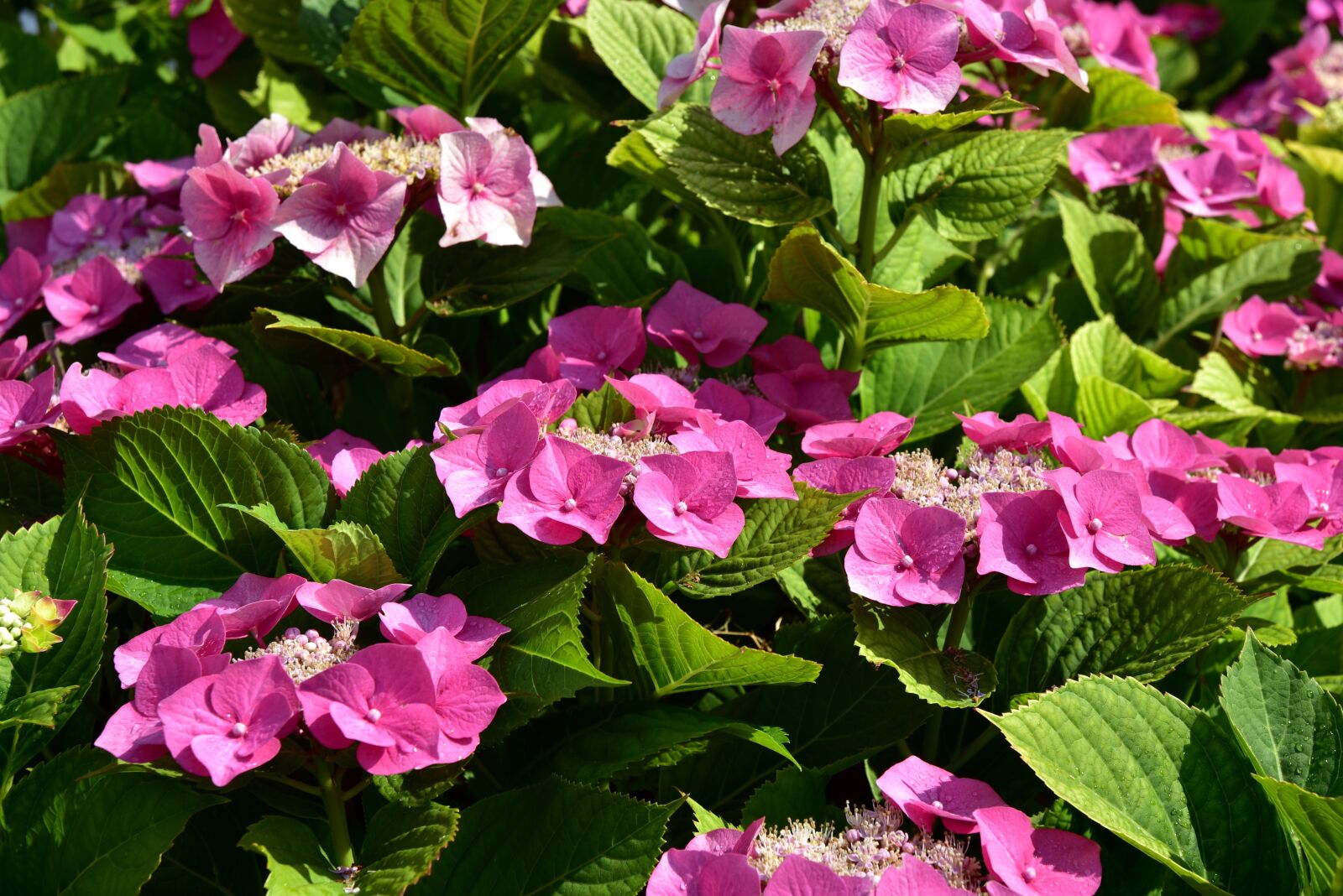Nikon D750 sample photo. Hydrangea, bush, flowers photography
