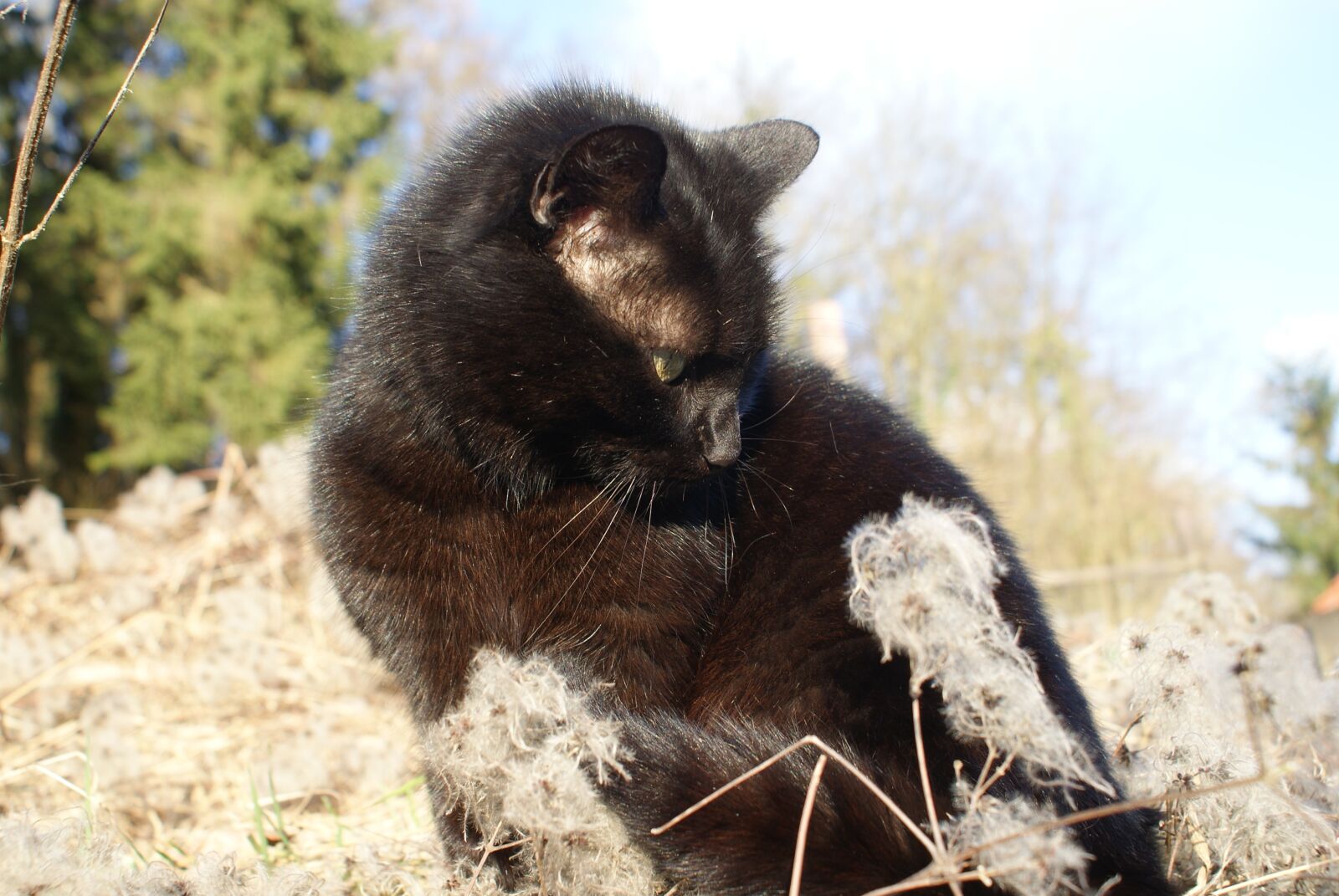 Sony Alpha DSLR-A200 sample photo. Cat, black, feline photography