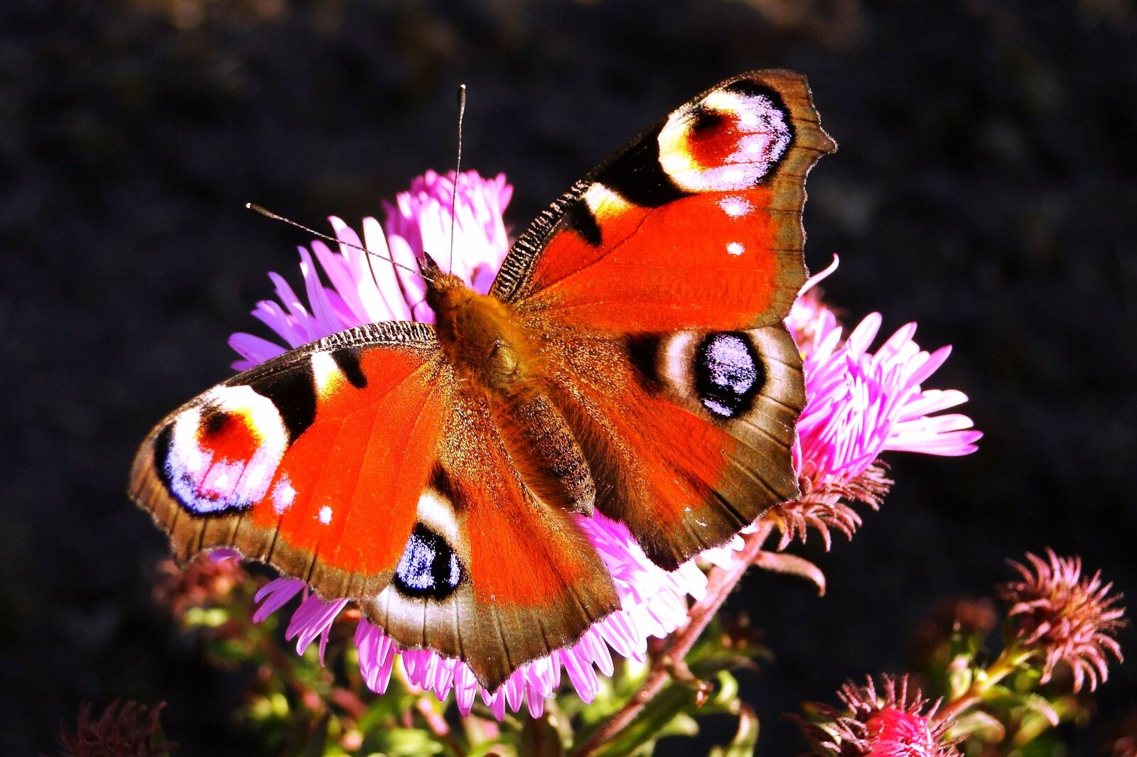 Sony Cyber-shot DSC-HX1 sample photo. Animal, insect, butterfly photography
