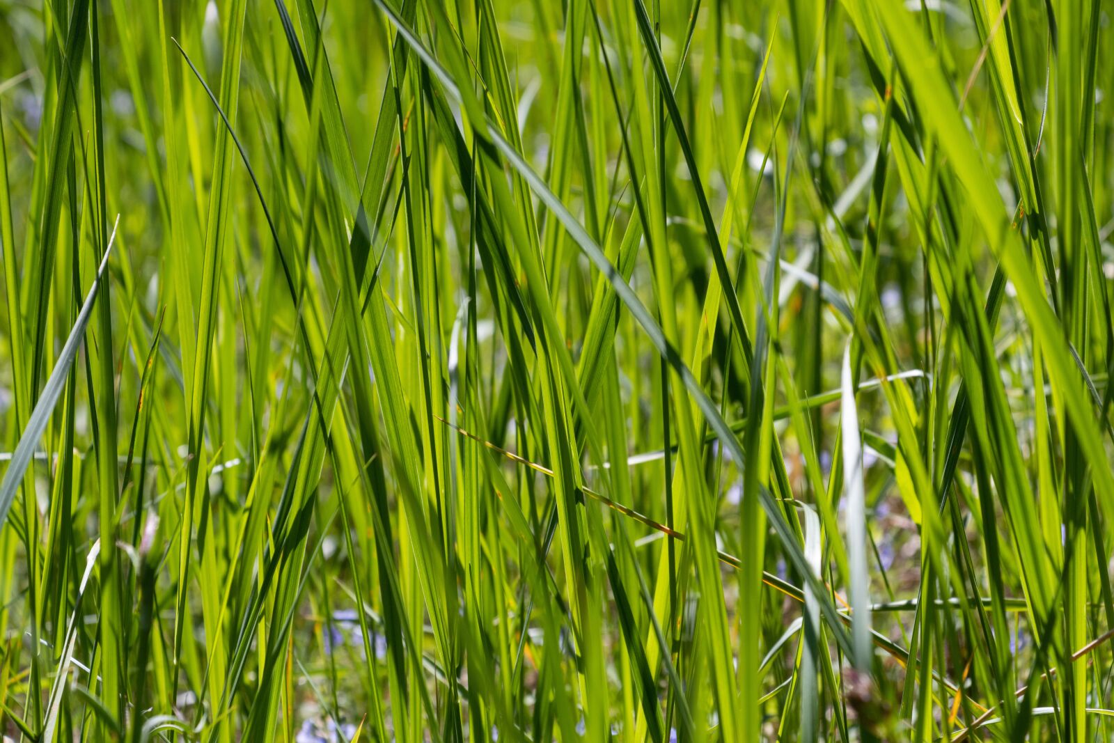 Canon EF-S 18-135mm F3.5-5.6 IS USM sample photo. Grass, summer, greens photography