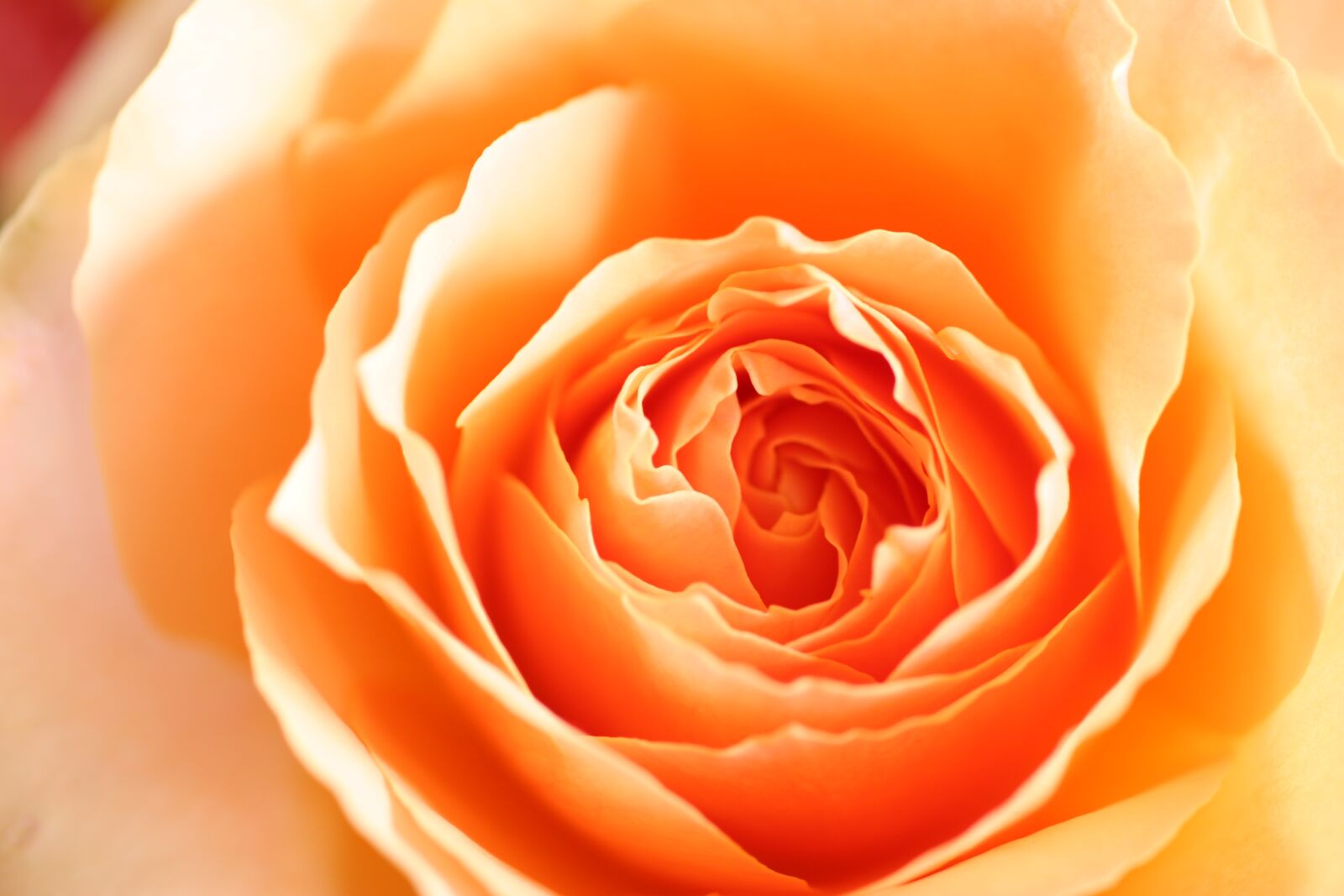 Canon EOS 20D sample photo. Roses, close up, rose photography