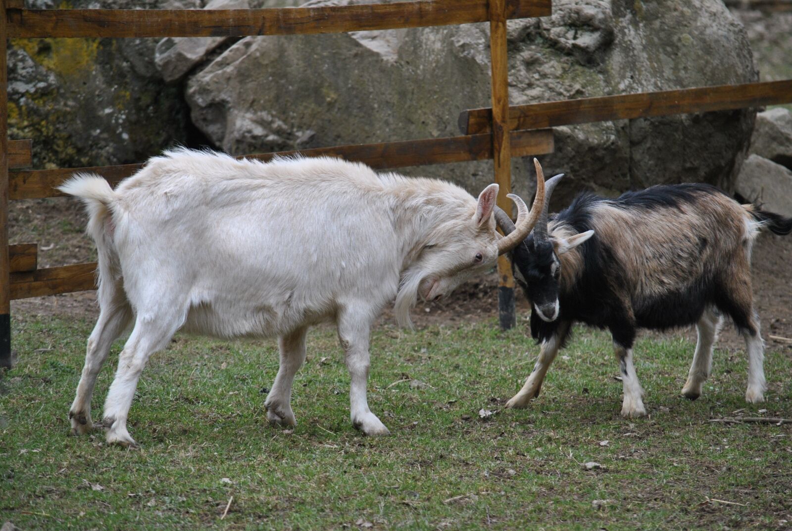 Nikon D3000 sample photo. Goats, brawlers, animals photography