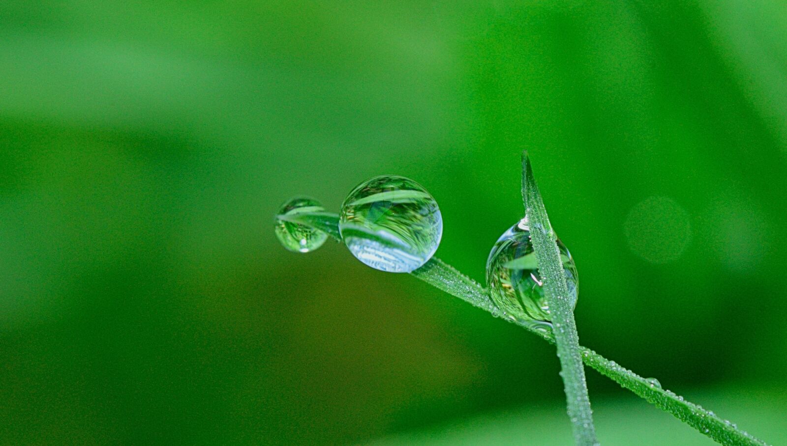Nikon D5300 sample photo. Nature, drops, flower photography