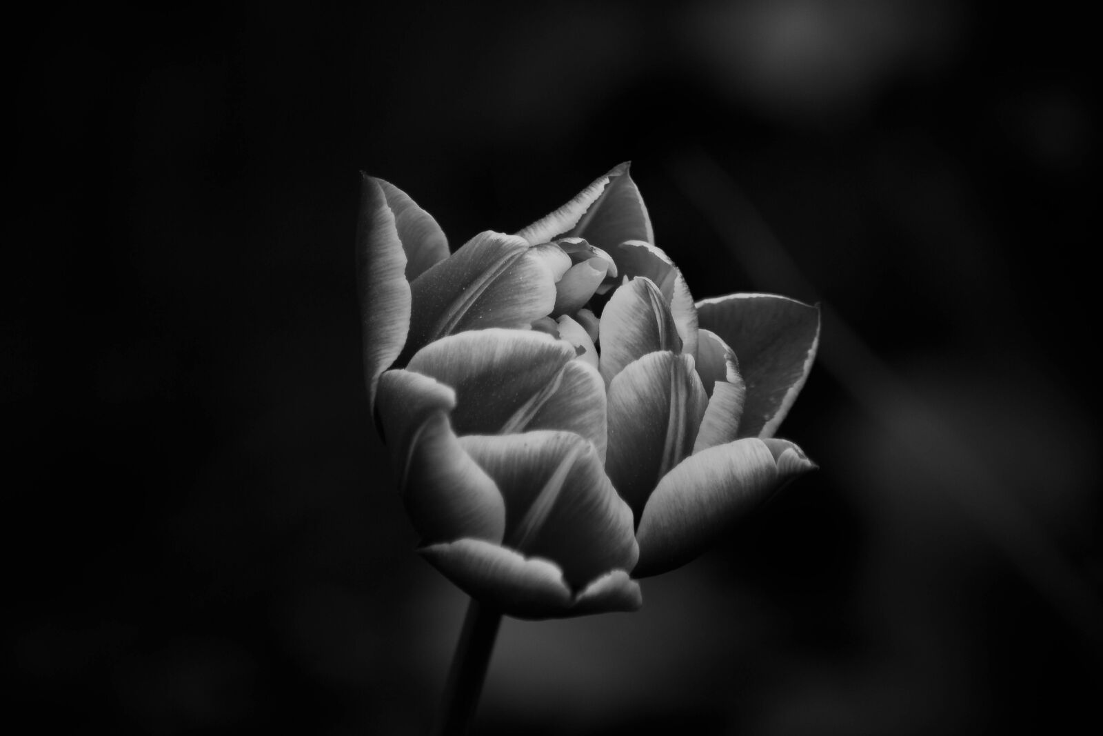 Canon EOS 700D (EOS Rebel T5i / EOS Kiss X7i) sample photo. Flower, tulip, nature photography