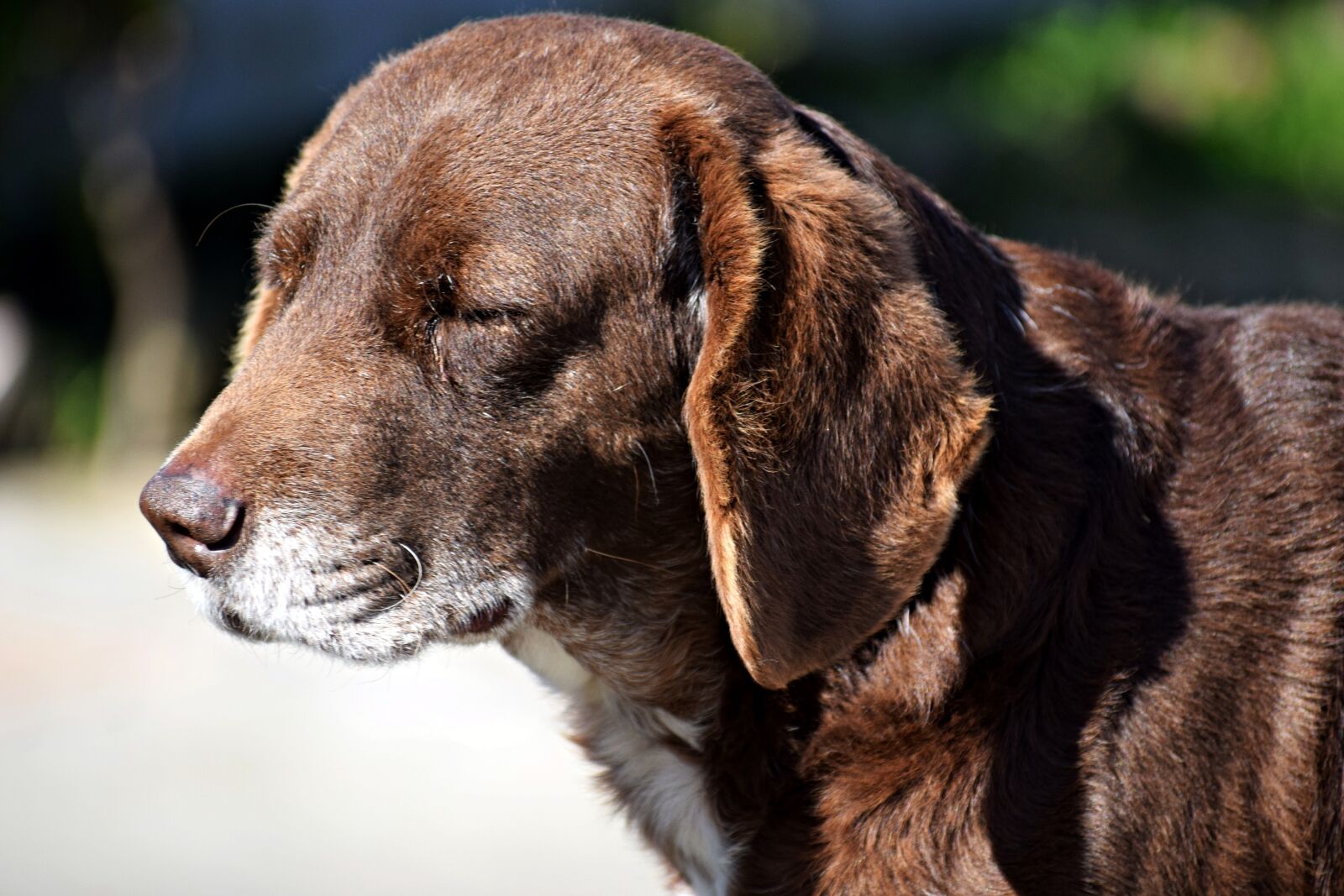 Nikon D3300 sample photo. Dog, animal, puppy photography