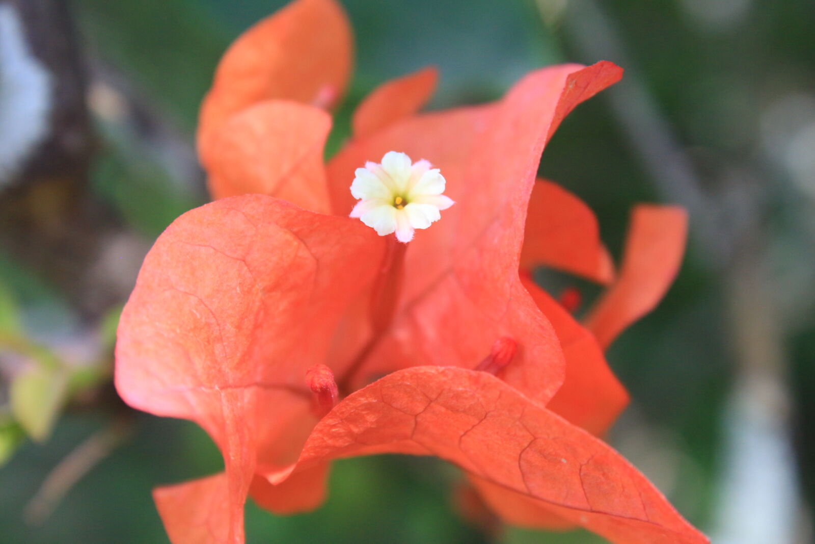 Canon EOS 650D (EOS Rebel T4i / EOS Kiss X6i) sample photo. Richeel, photography photography