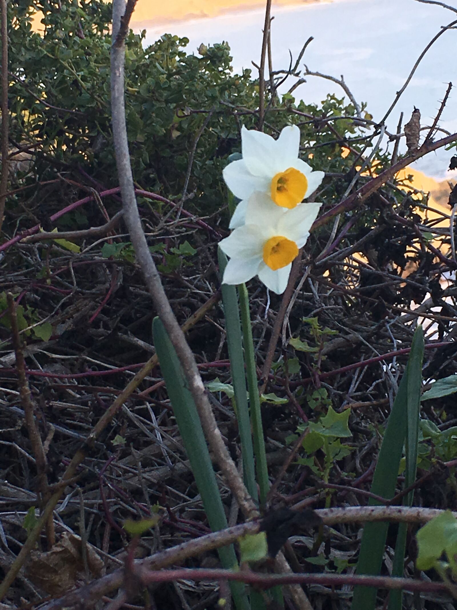 iPhone 6s Plus back camera 4.15mm f/2.2 sample photo. Flower, nature, iris photography