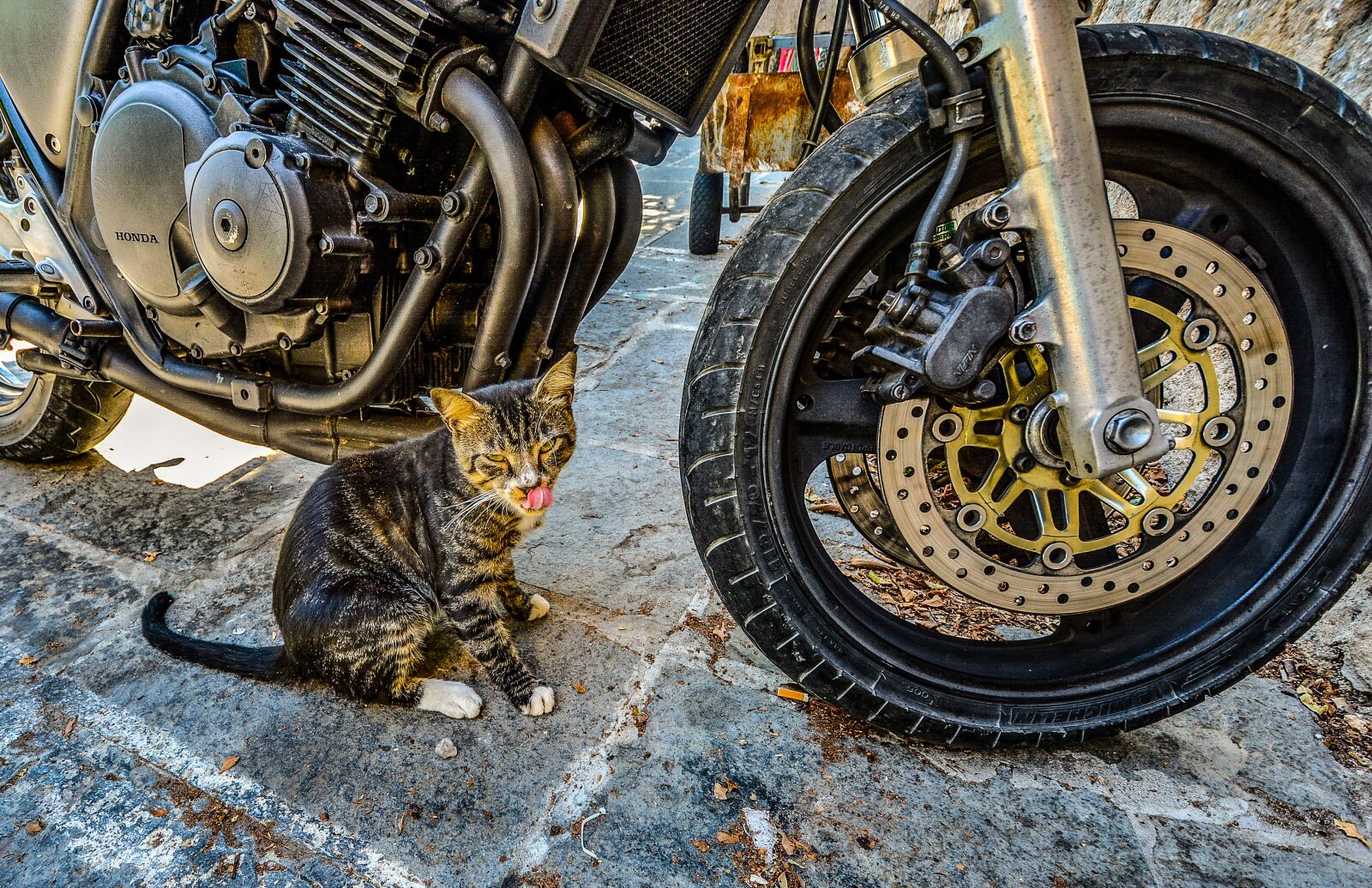 Nikon D5200 sample photo. Rhodes, greece, cat photography
