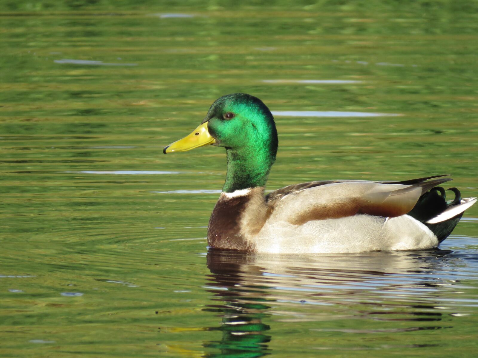 Canon PowerShot SX60 HS sample photo. Mallard, duck, bird photography