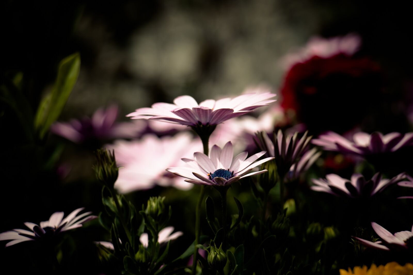 Canon EOS 70D sample photo. African daisy, flower, filter photography