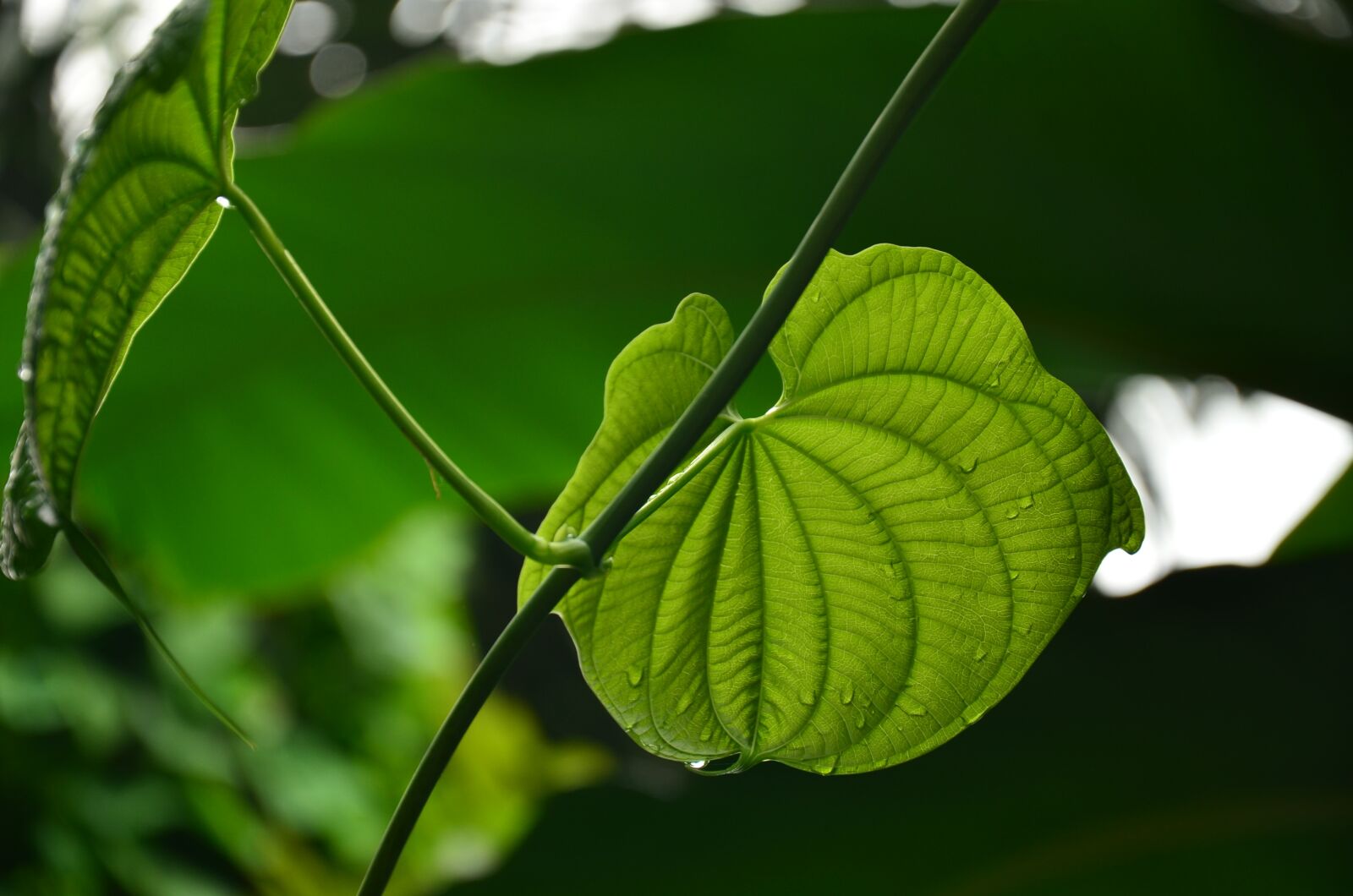 Nikon D7000 sample photo. Leaf, plant, nature photography