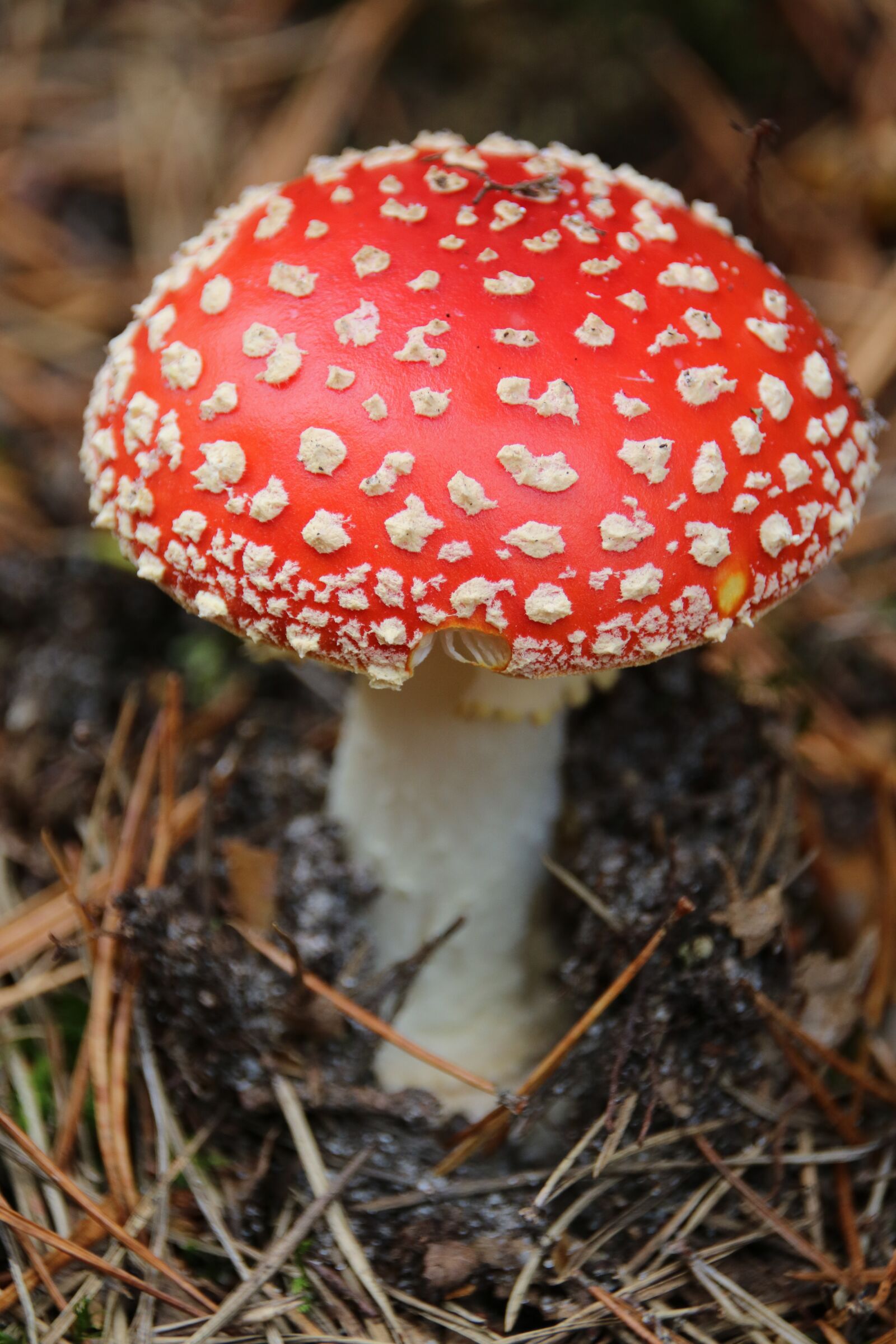 Canon EOS 760D (EOS Rebel T6s / EOS 8000D) sample photo. Fungus, red, nature photography