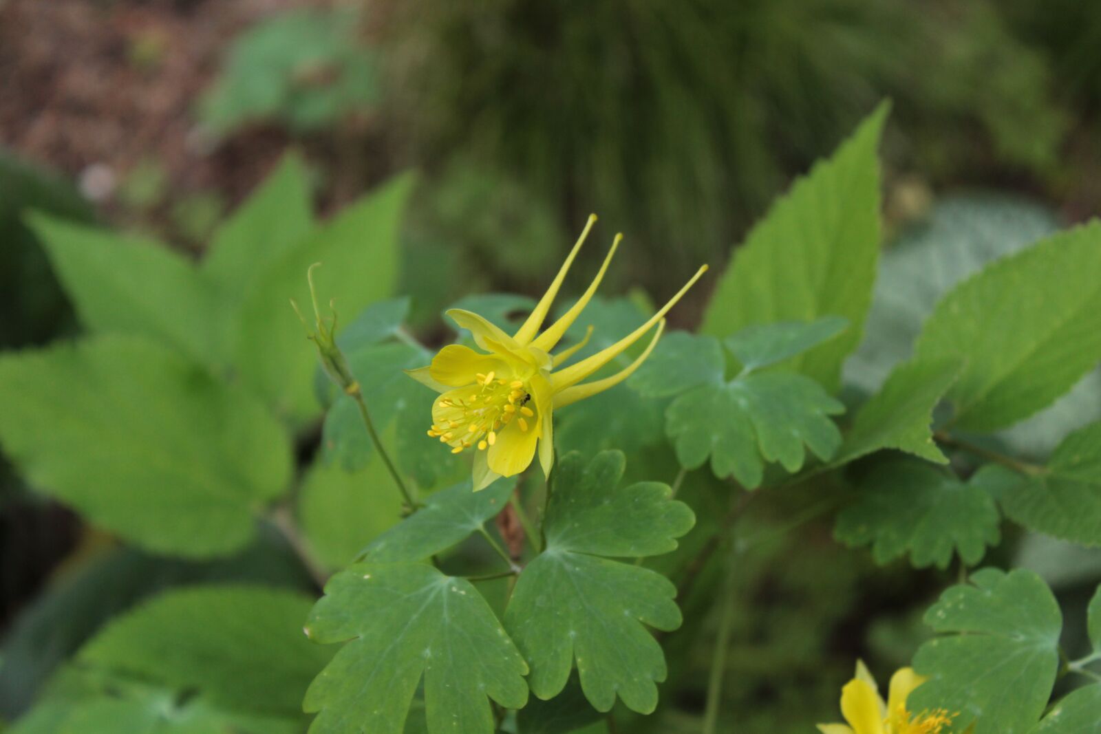 Canon EOS 1300D (EOS Rebel T6 / EOS Kiss X80) sample photo. Yellow, yellow flower, flower photography